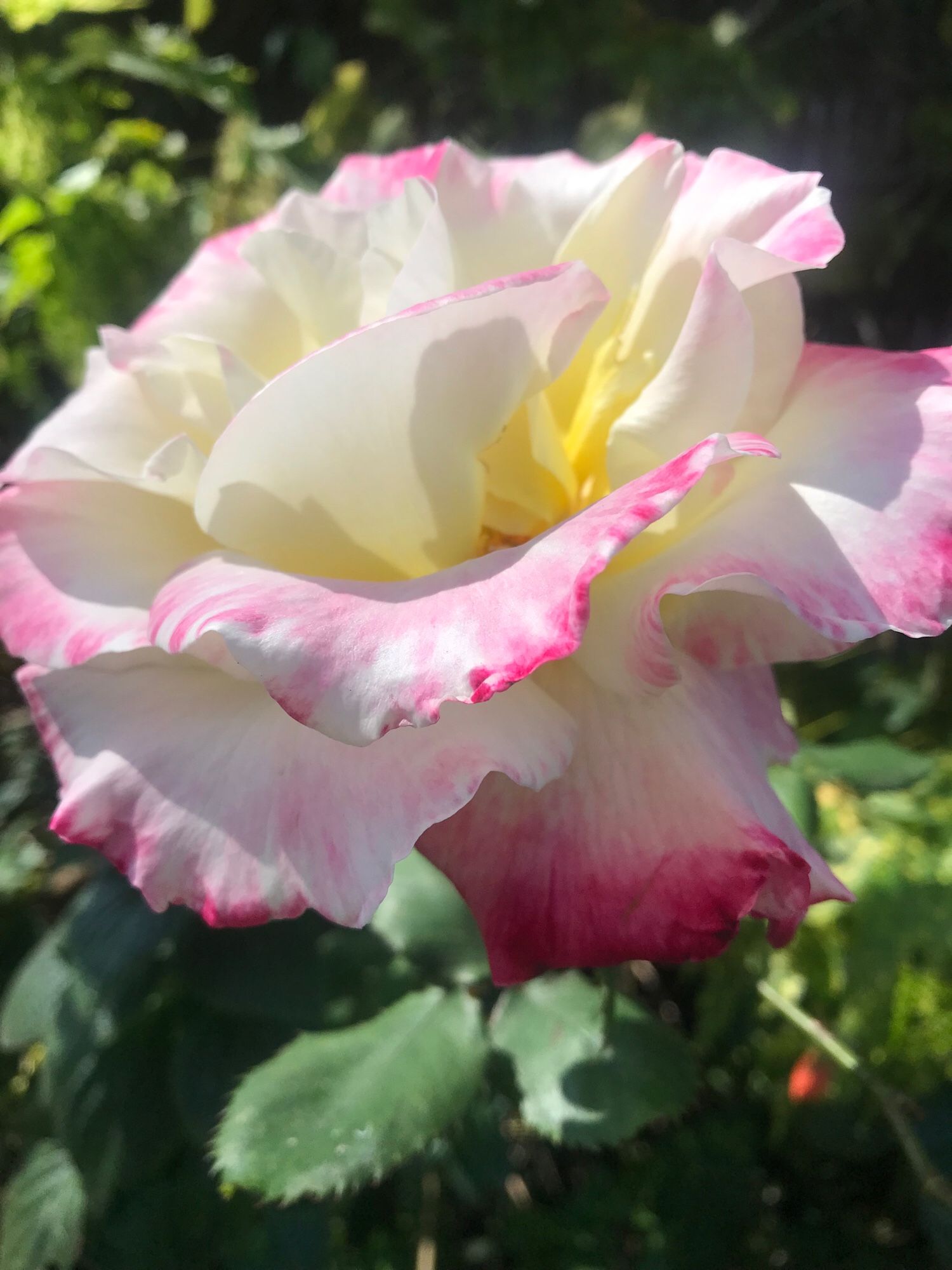 A rose blooms in spring sunlight. White blossomed edged in hot pink with a yellow center.