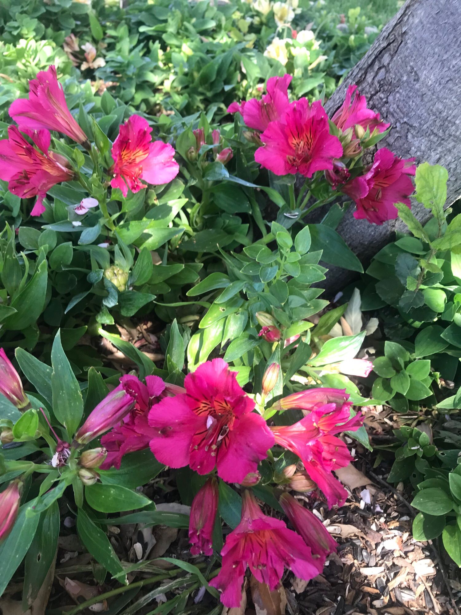 Vibrant hot pink alstroemerias bloom at the base of a tree.