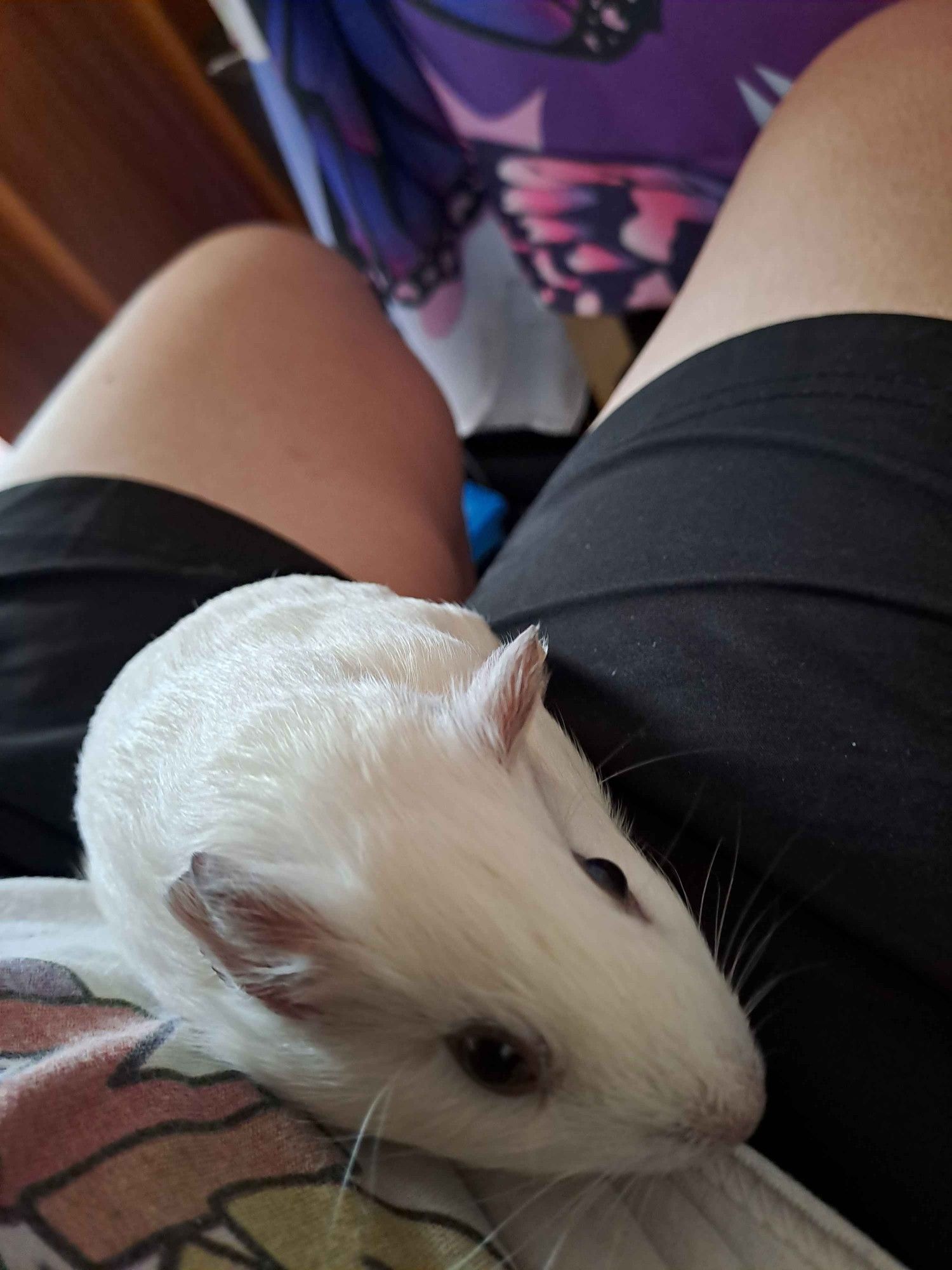 Minty the guinea pig pup having some lap cuddles. also yes i'm wearing a Spongebob imagination top on this one XD