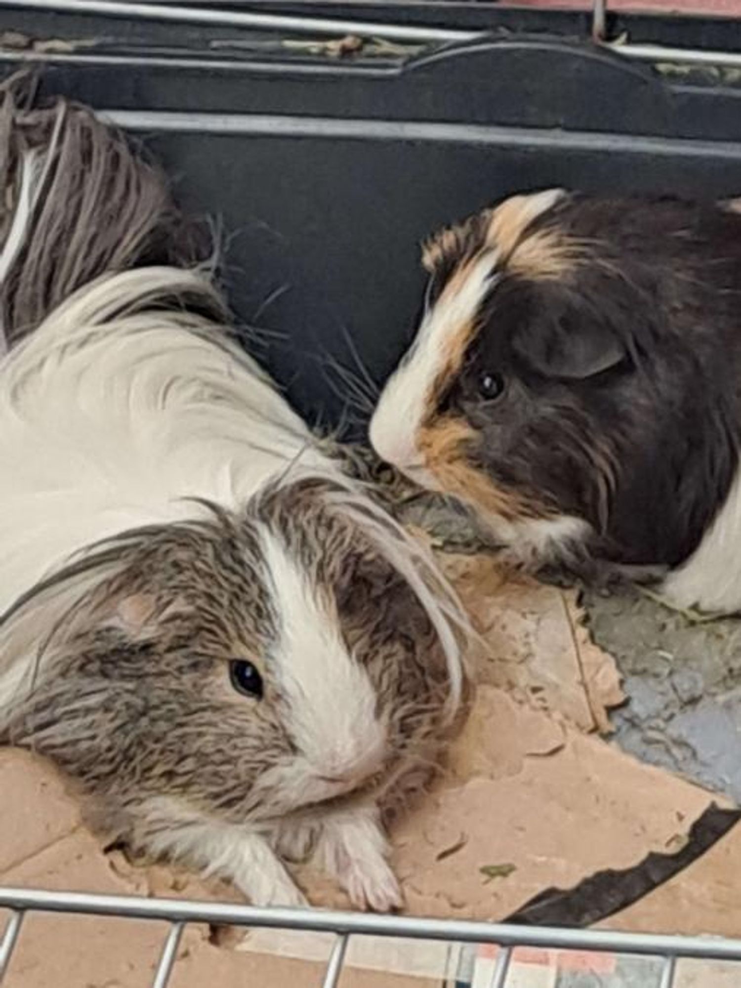 Chip doing his adorable lying down thing, chilling with his brother Choco