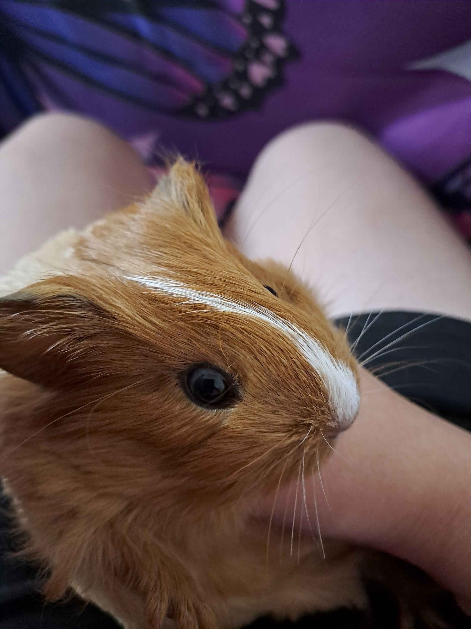 Cookie the guinea pig