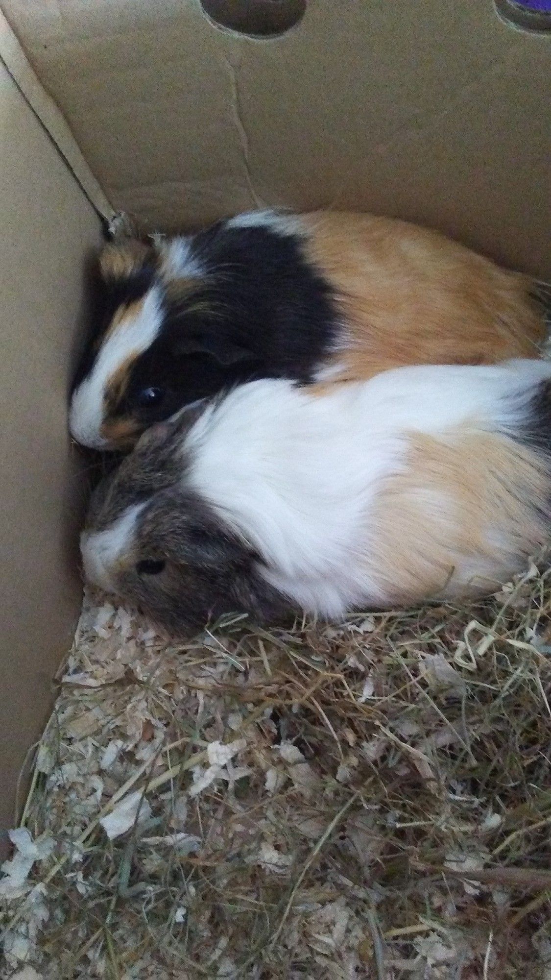 this was the day i first met Choco and Chip, they both ran around in circles when i opened the box to see them. i remember when they were just as timid as Cookie and Minty, heh