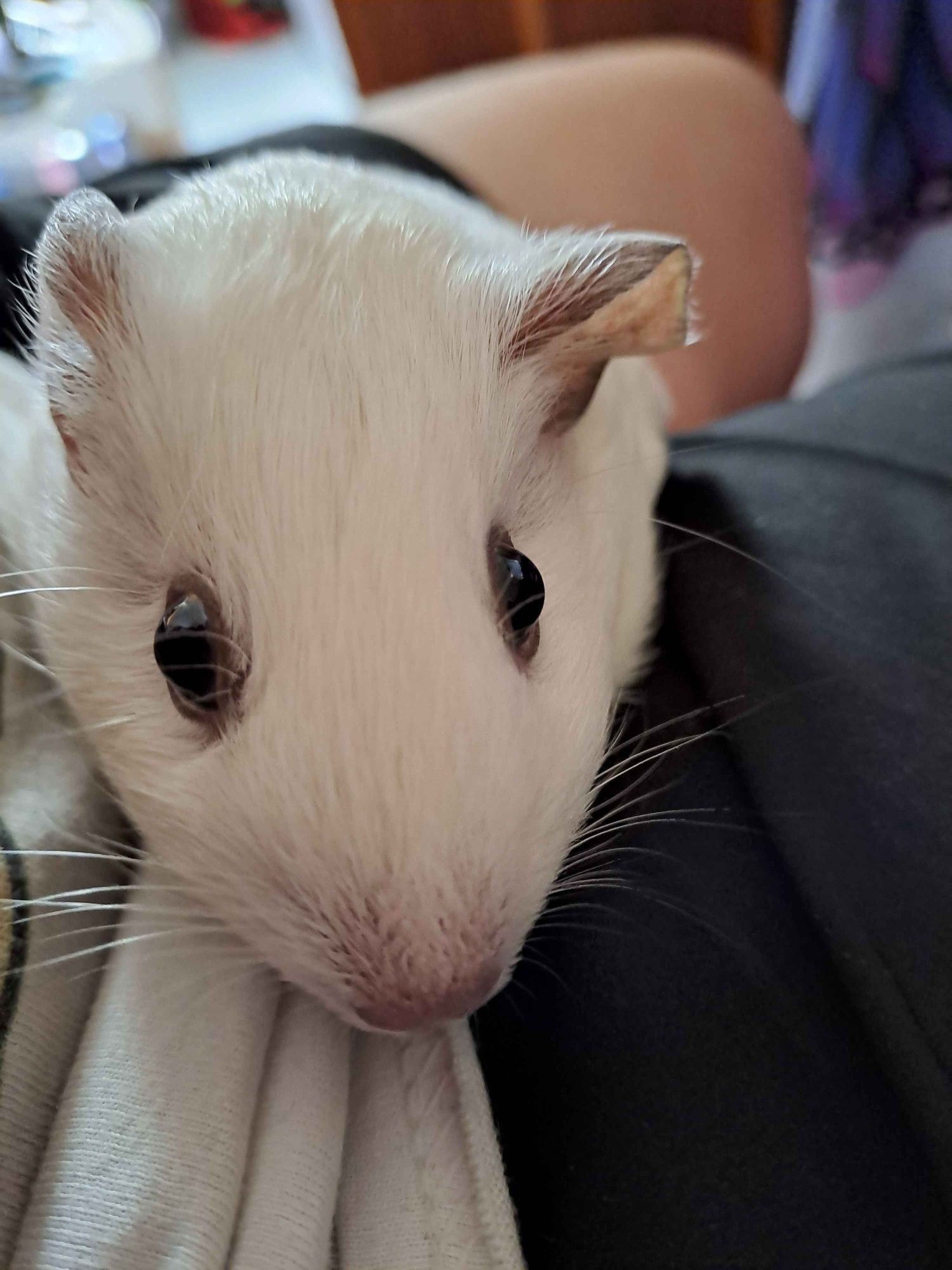 Minty the guinea pig