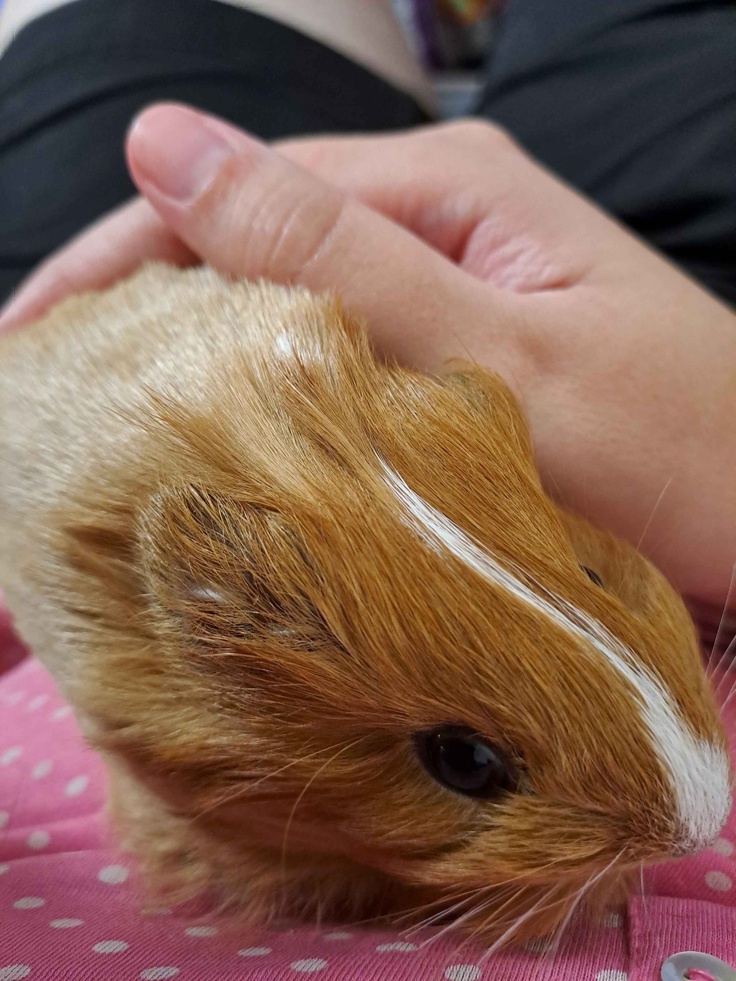 Cookie the guinea pig pup having some lap cuddles.