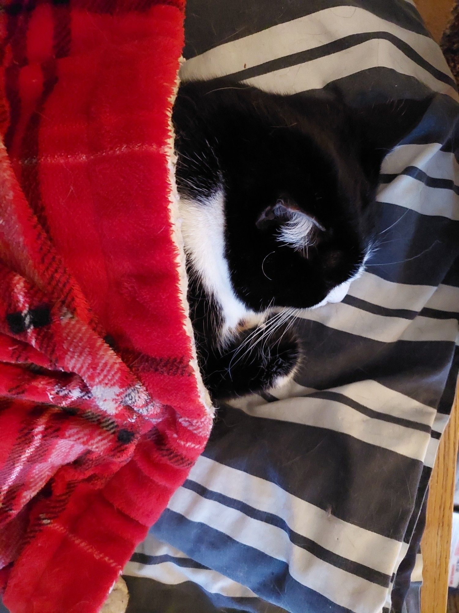 A tuxie kitty tucked into her red plaid Christmas blanket.