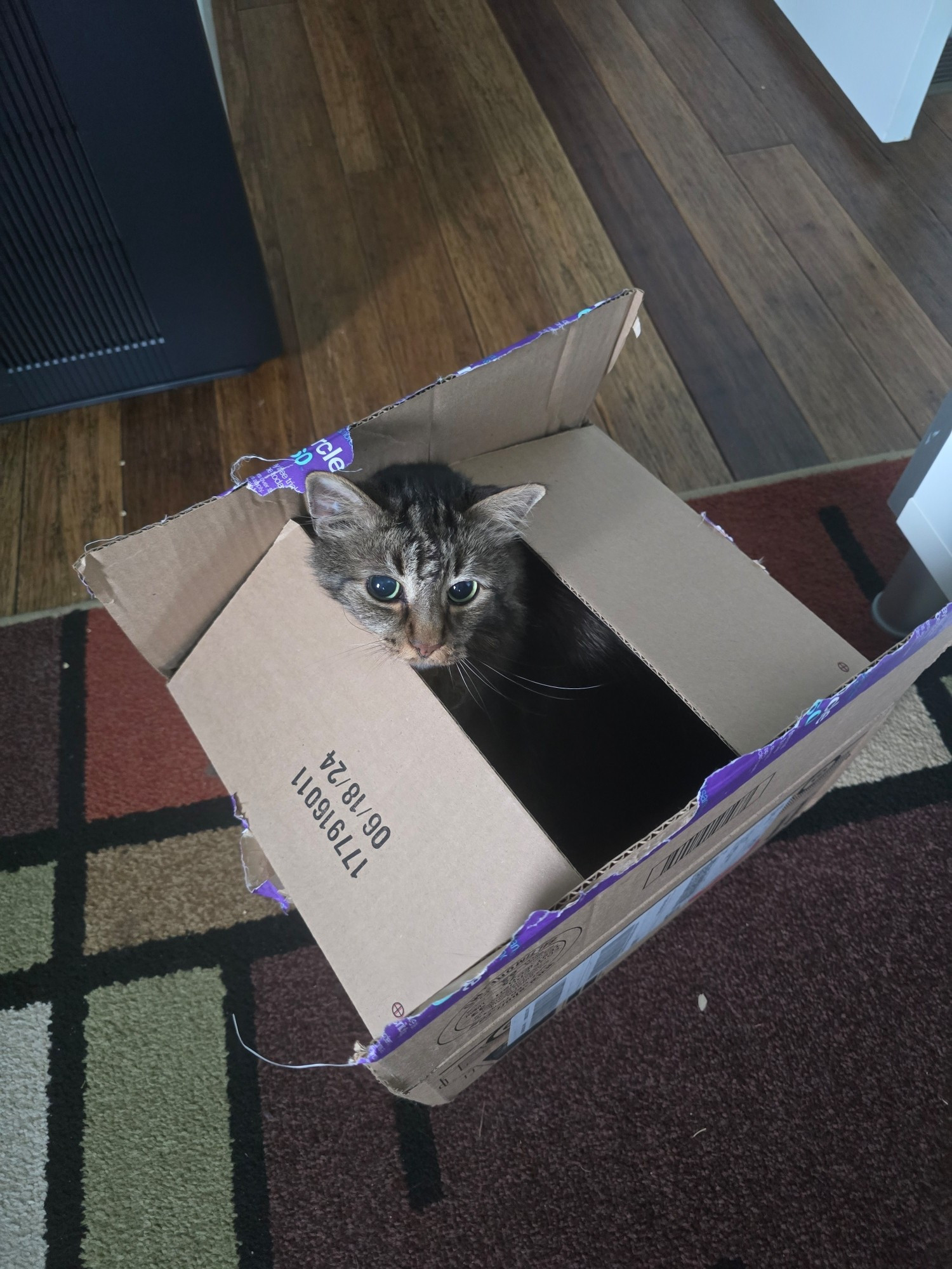 Cat hiding in a Target box.