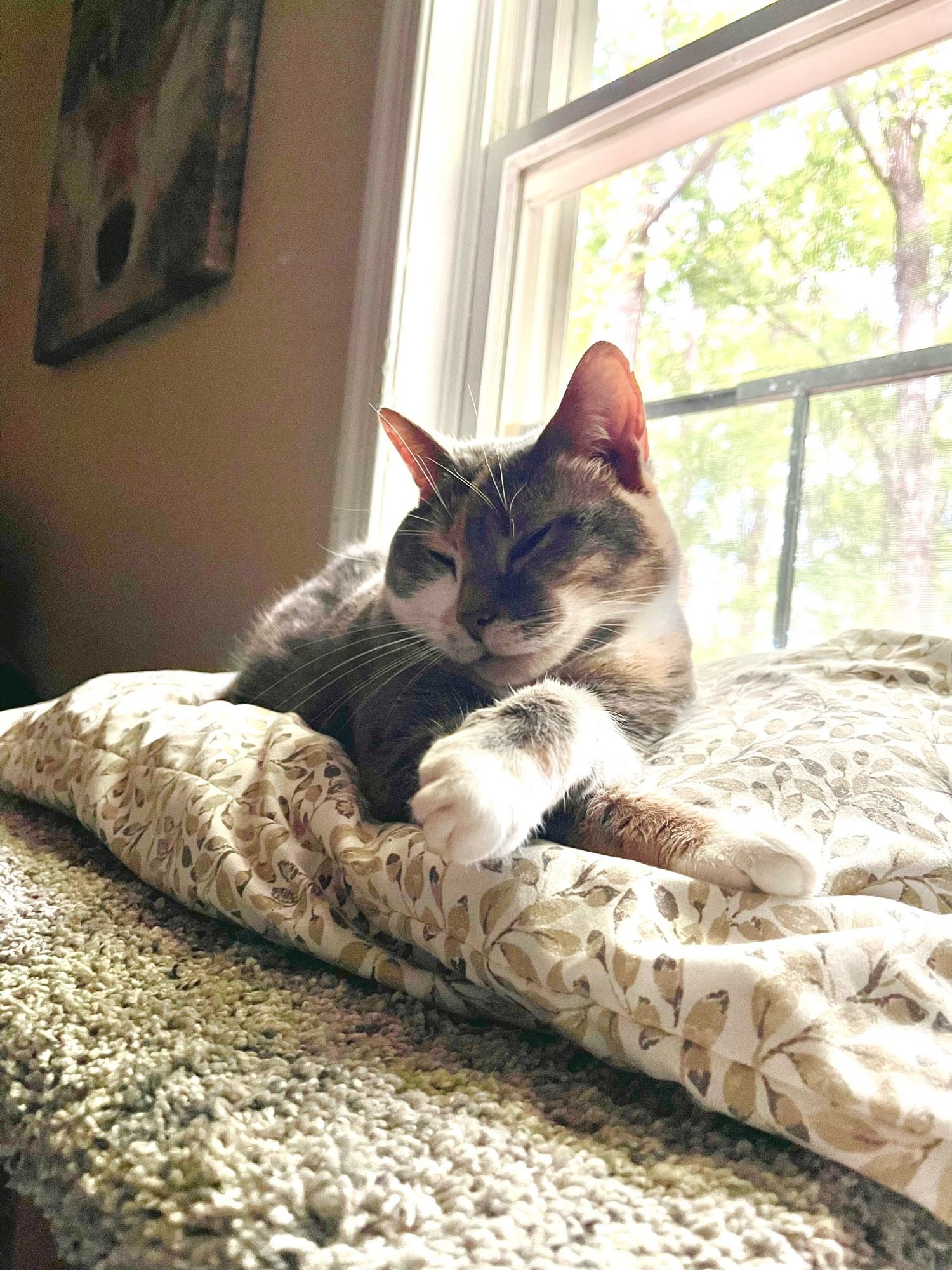 My cat Rae sunbathing by a window with her adorable paws crossed.