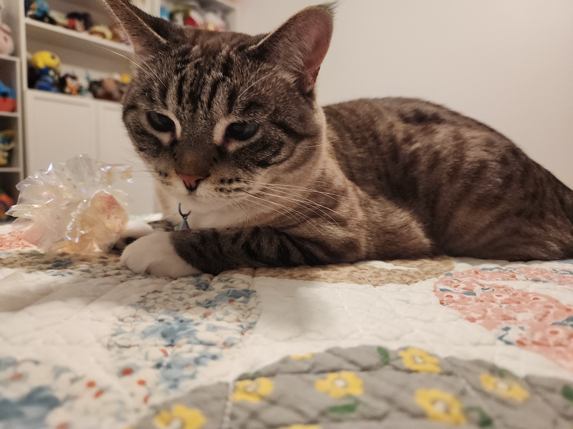 A photo of a cat laying on a bed, crinkly toy between her paws.