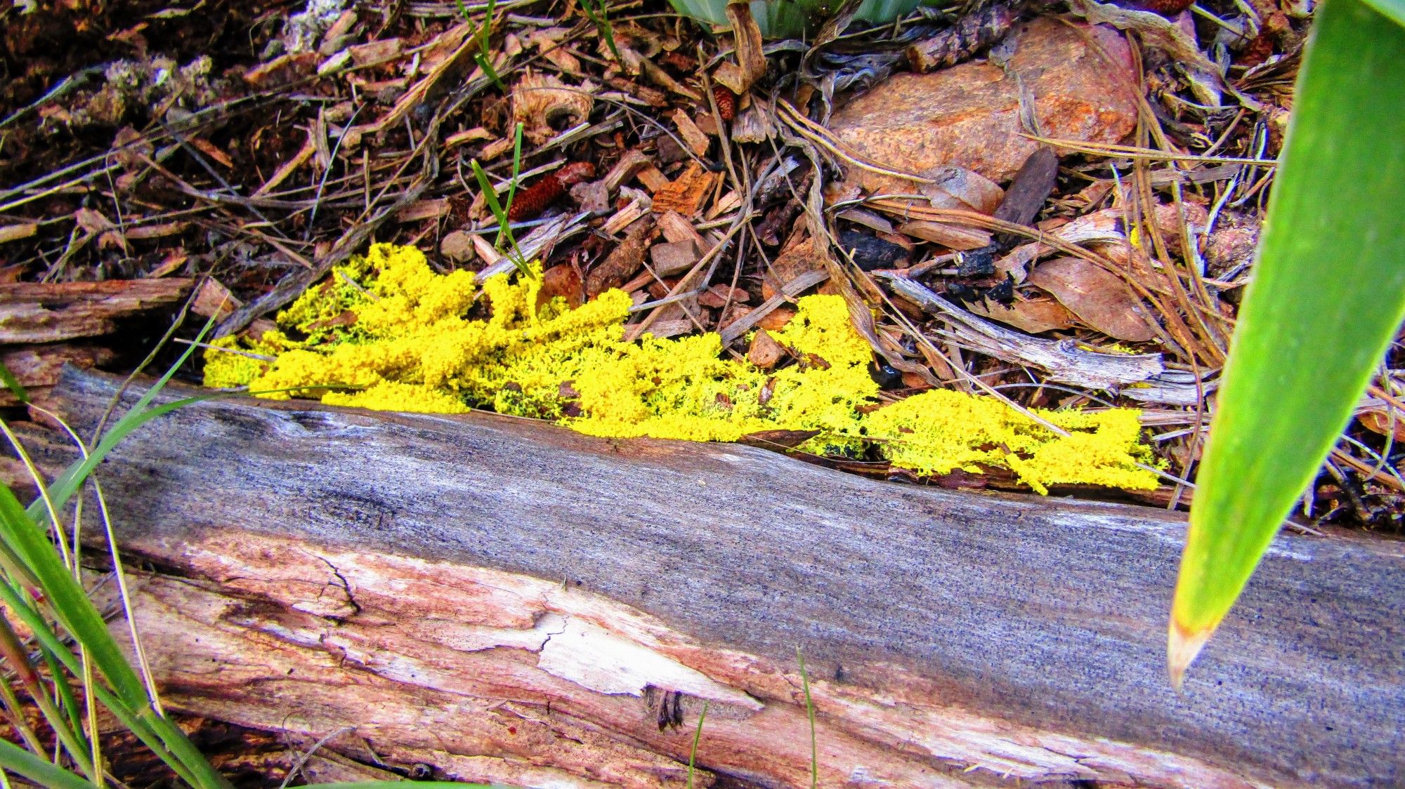 Also know as "scrambled egg slime mold" but why would you not use Dog Vomit as a moniker? Fuligo septica can be yellow (I would say "Highlighter yellow", as pictured), tan, or whitish, and has a fluffy or foamy texture. It can grow to be about 8 inches wide and 1¼ inches high...