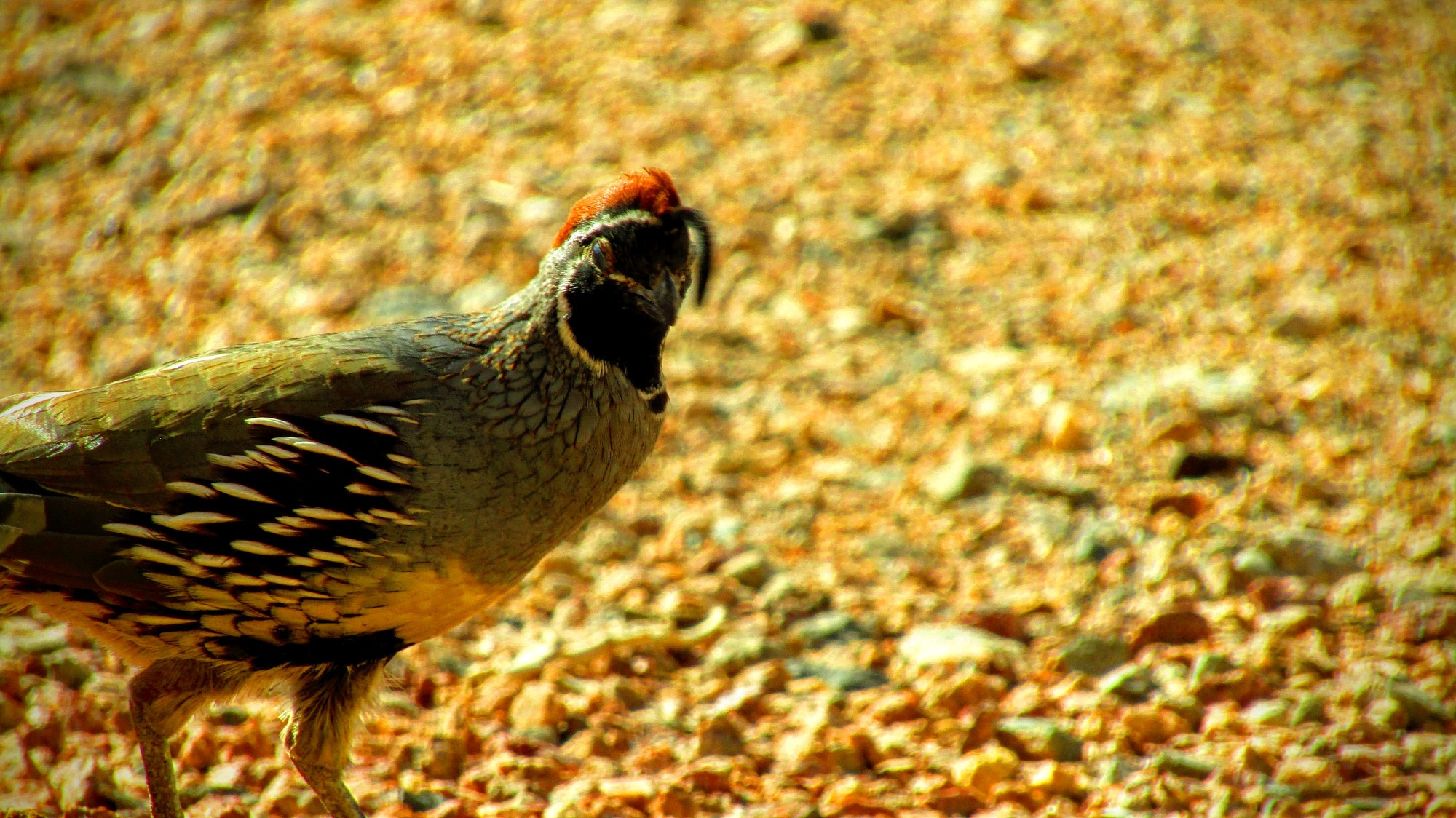 Trying to catch a blinking quail = an exercise in frustration. Ymmv.