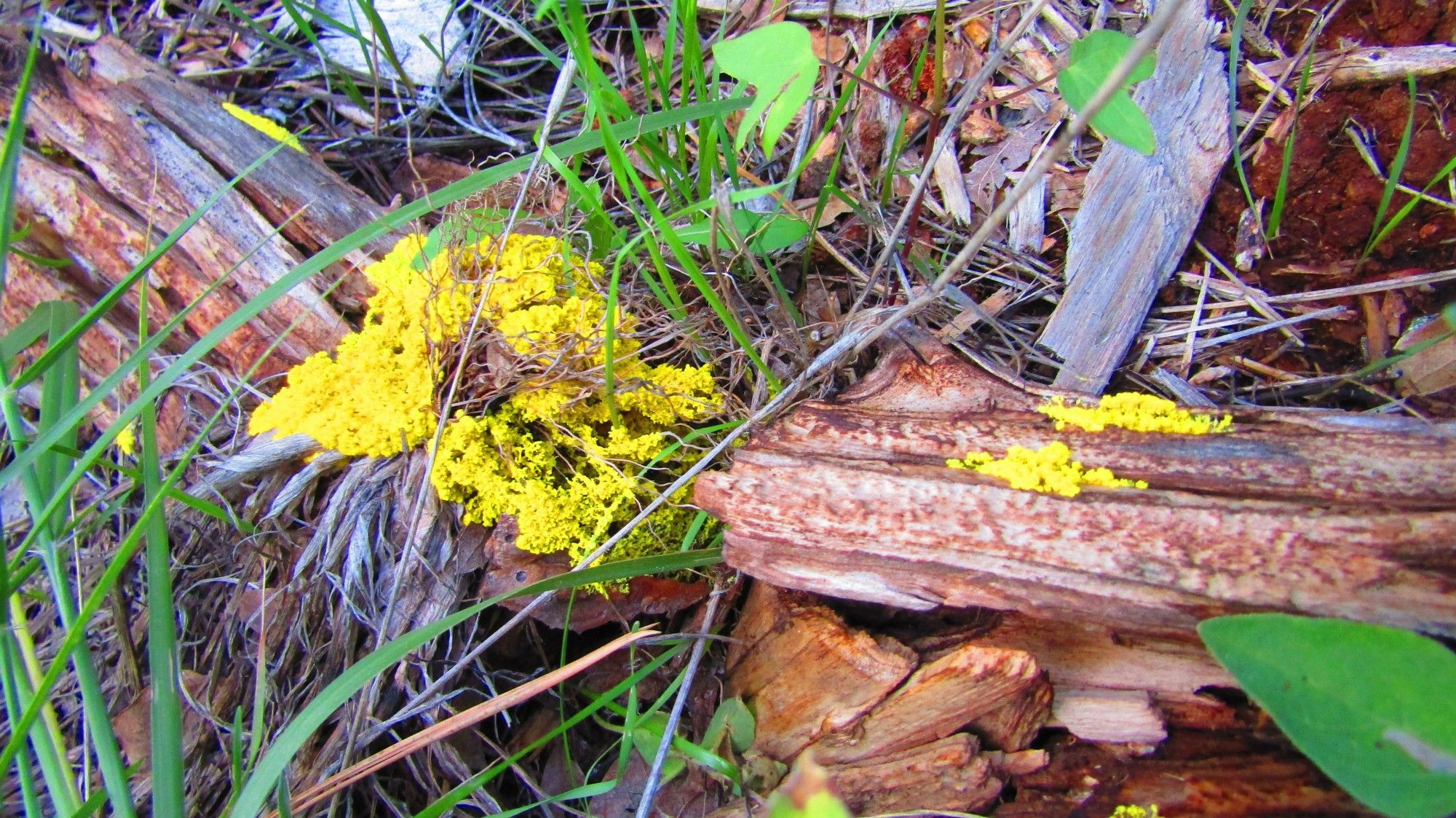 Dog vomit slime mold is commonly found in urban areas on bark mulch, especially after heavy rain or excessive watering. It thrives on decaying wood and other organic matter...like these patches I found. It starts as a plate-sized growth that creeps over wood mulch or other surfaces. It then dries and hardens into a dark tan, brown, or black mass that releases many spores.