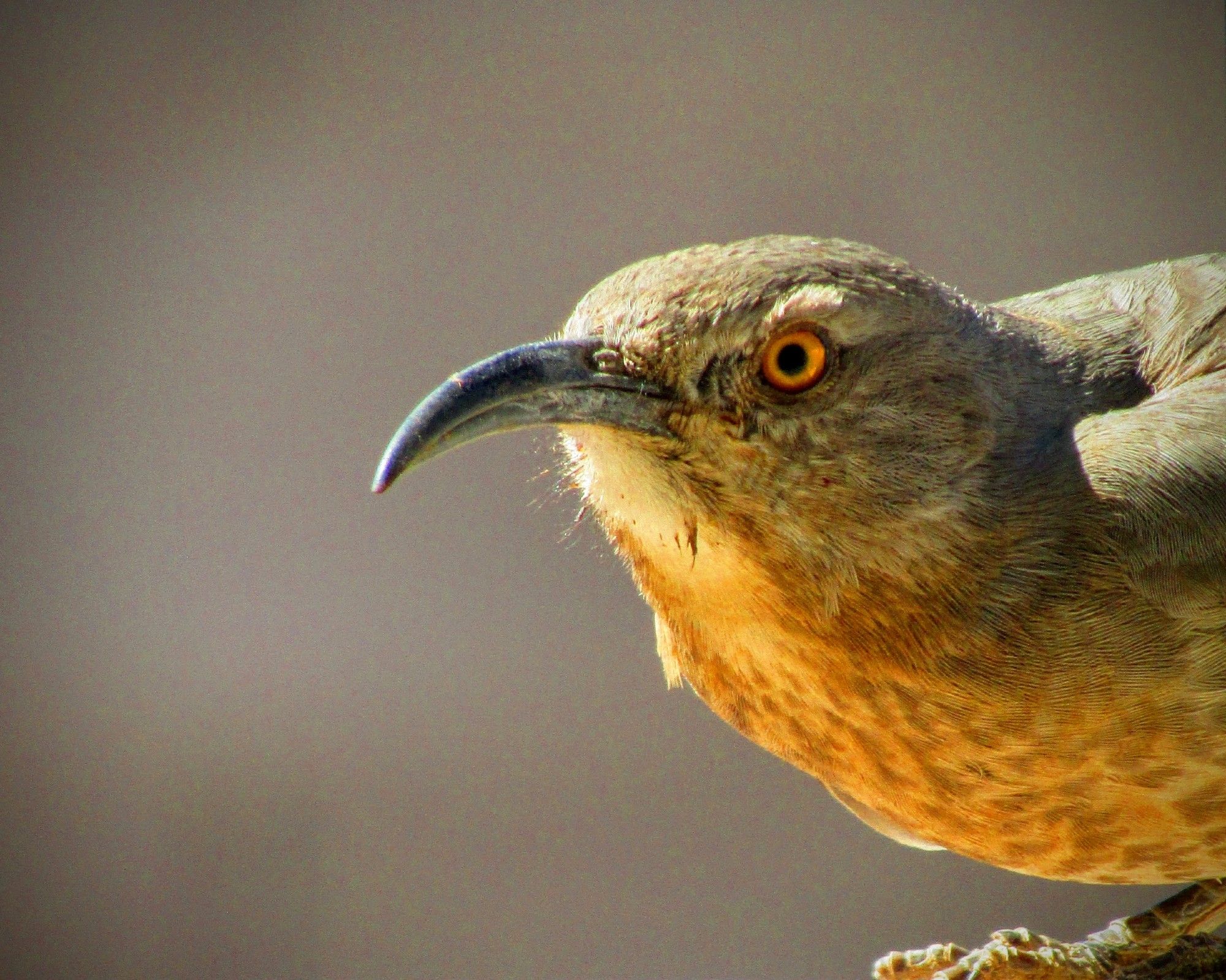 "You better like this!" ...is what I assume she's thinking. She looks grumpy about 99 percent of the time...because she is. What a great bird!