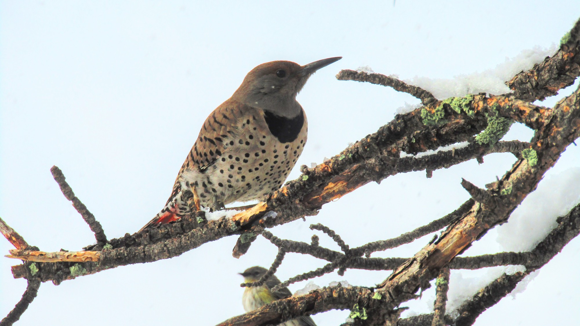 A Northern Flicker (red-shafted...you can see the underside of the tail feathers) on a snowy branch has my attention while a sneaky Yellow-rumped Warbler (blurry and rump not pictured) waits on the branch behind.