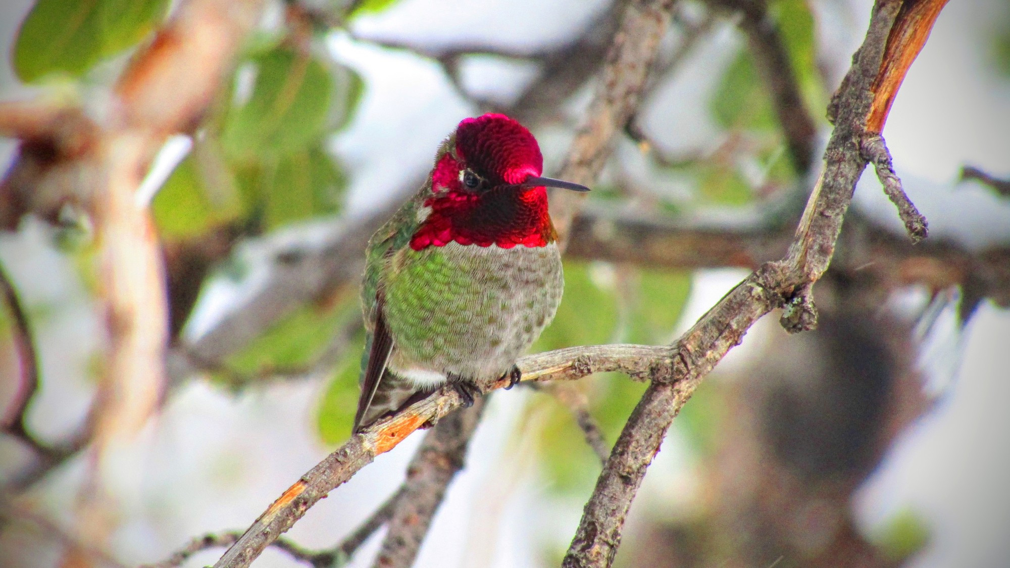 A male Anna's Hummingbird perched on a twig....