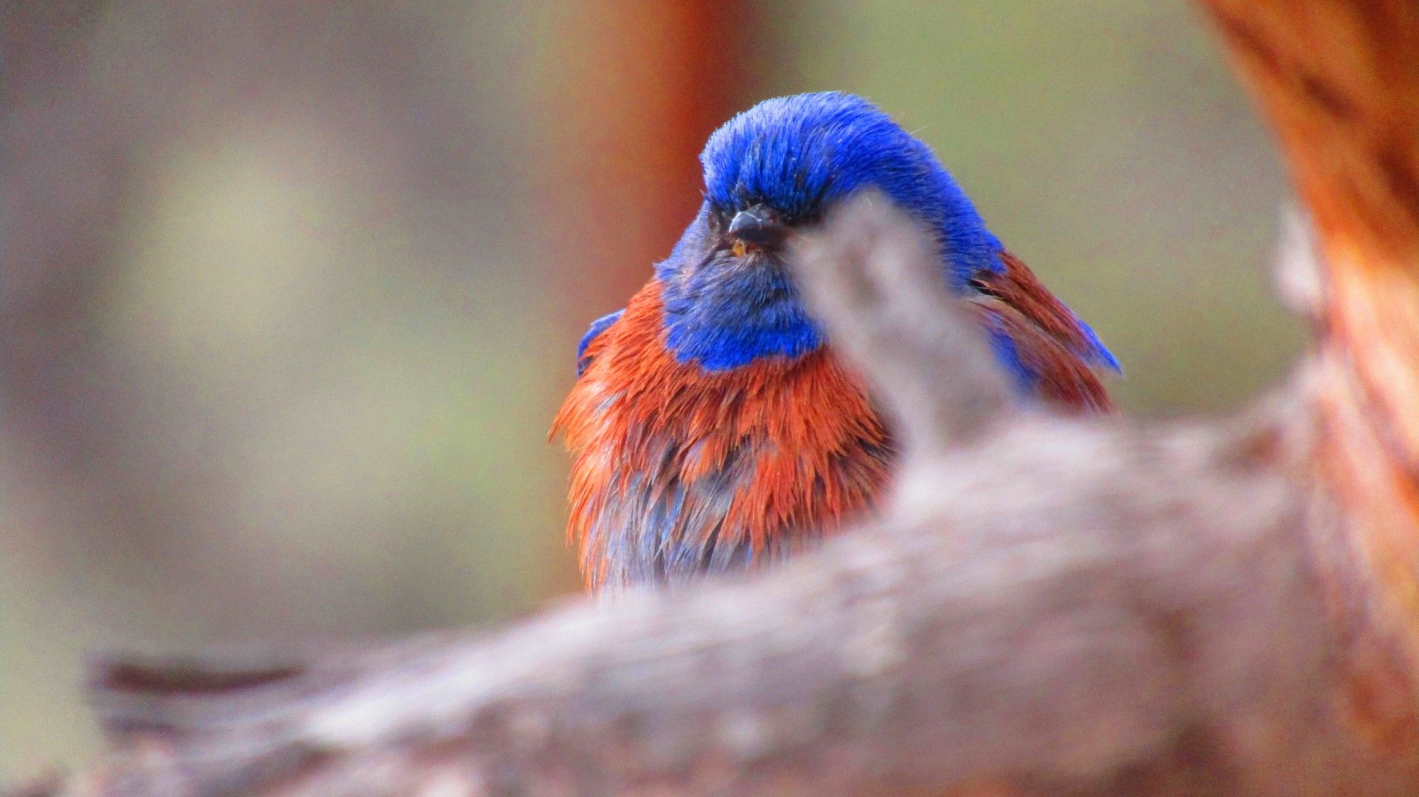 A hilarious picture to me, a male western bluebird borb menacingly hidden behind a bokeh branch in the foreground