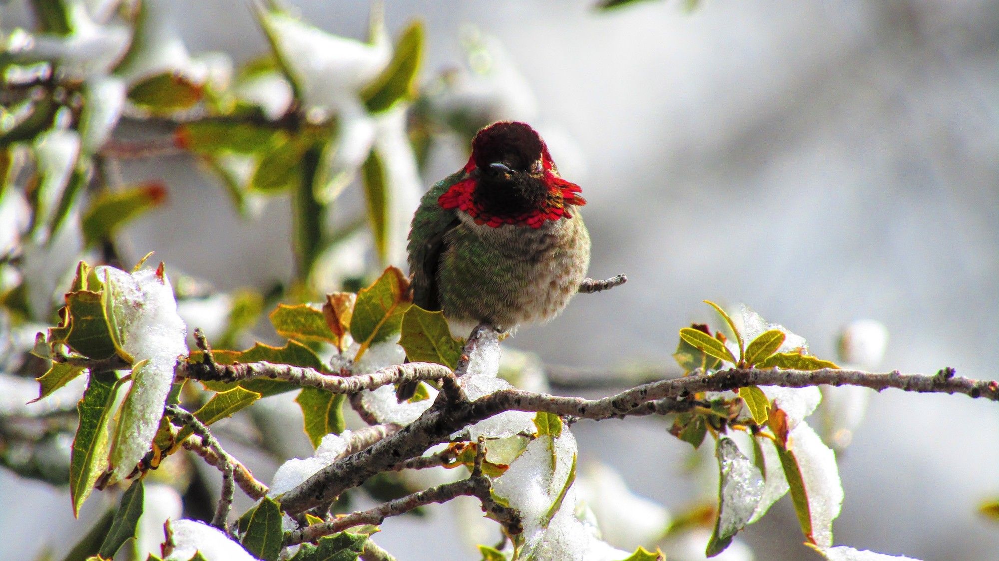 Male Anna's hummingbird borb