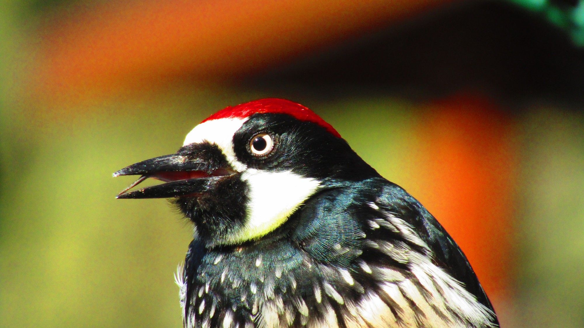 That is my favorite male Acorn Woodpecker mugging for the camera in full sunlight and sticking his tongue out at you. Or me. Same thing. If you like scrolling woodpeckers check my timeline, I just hit you with an entire week's worth!