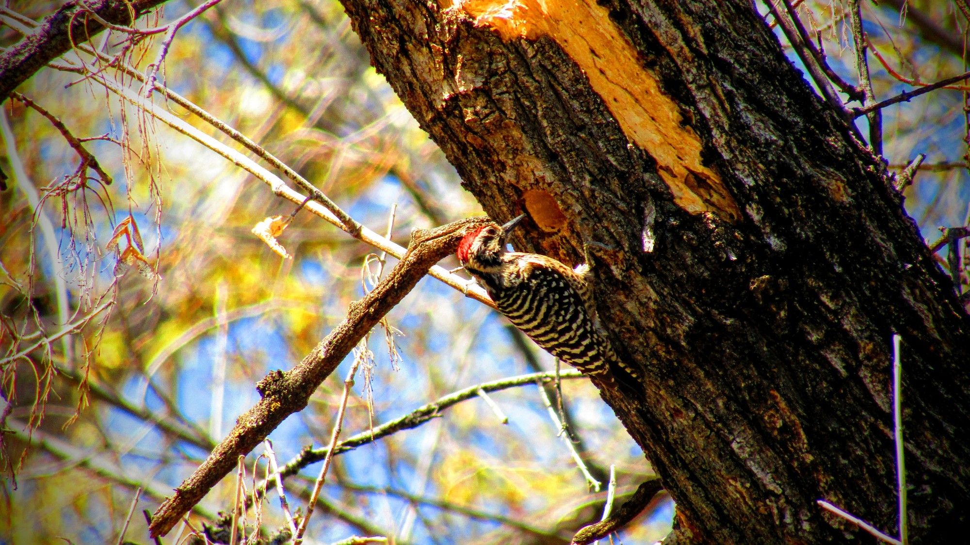 That is an industrious little Ladder-backed Woodpecker male at the hole he's carving out while clinging to this tree...