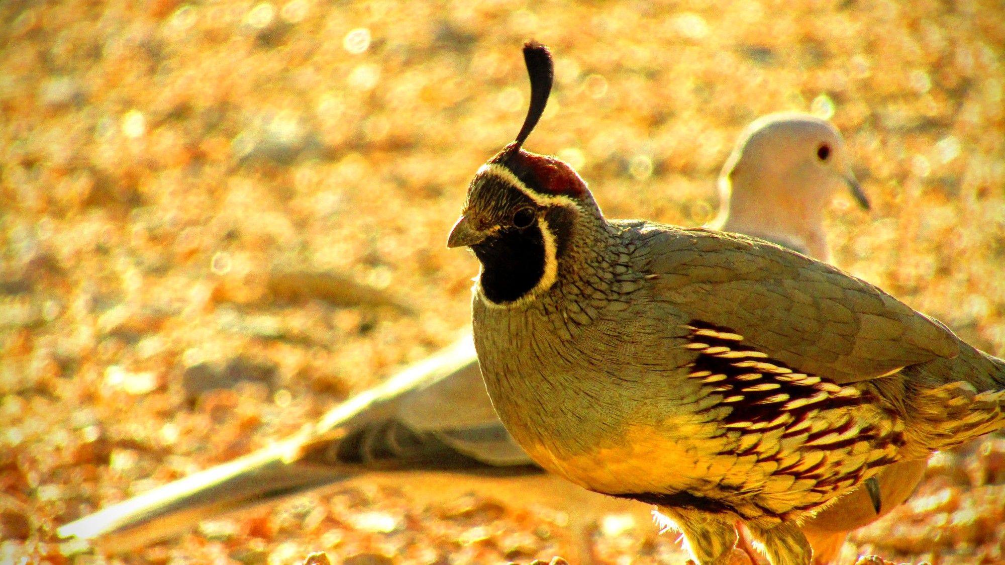 Backlit and with a Dove in bokeh behind him, a Gambel's Quail wonders that hell I'm doing...it's 102 degrees. Serious.