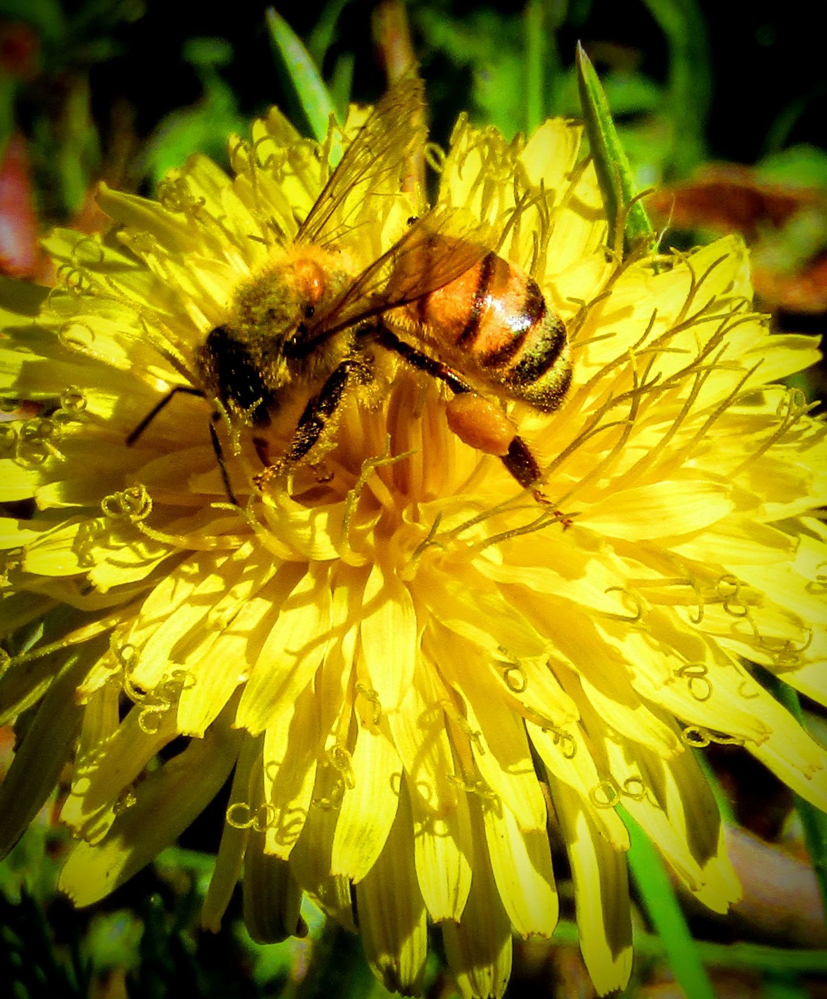 An Arizona 'killer' bee goes to town on a yellow blossom while showing off her matching corbicula. Look it up.