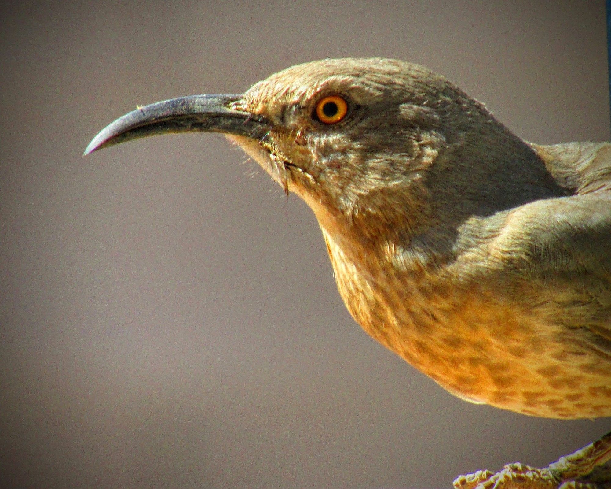 That....is the artfully curved bill of my pal the Curve-billed Thrasher in sunny profile.