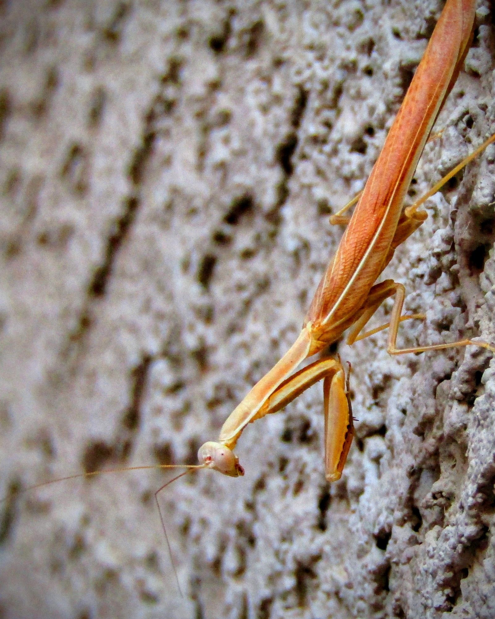 I almost rotated this whole thing...but this is how he was hanging on my stucco wall, so this is how you get my new friend the Praying Mantis.