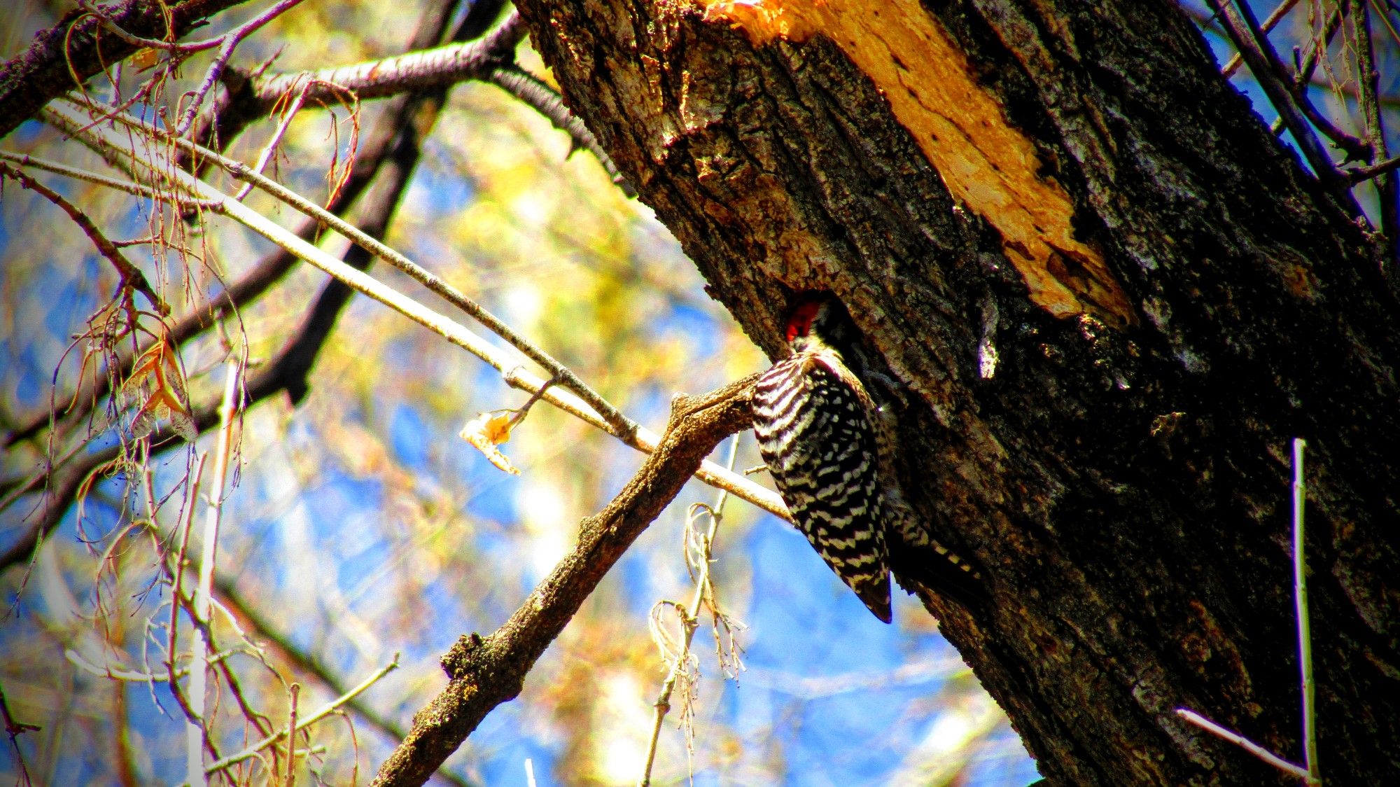 "Helllooooo...? Anyone in there?" Is what I think he said when he stuck his whole head in that hole... It's possible I will be unavoidably detained for a bit, so have a fantabulous Woodpecker Wednesday! Deer peeps, I got you today...check the media tab.