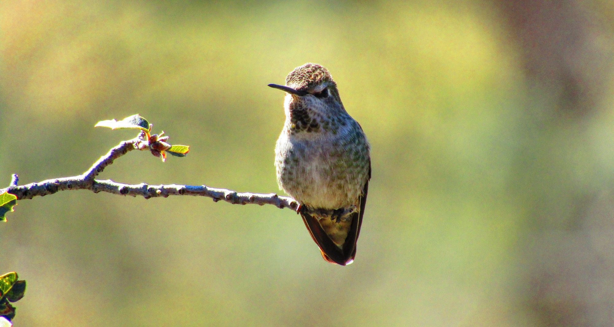 A darling little Anna's female perched at the end of a twig. I like pixel peeping her crown feathers in this one...