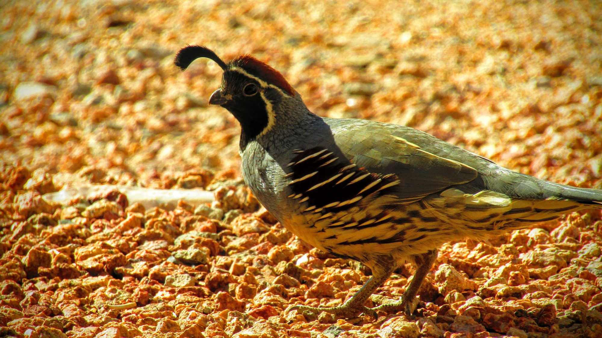 A male Gambel's Quail wonders when I'm gonna kick down with the mealworms again...in profile.