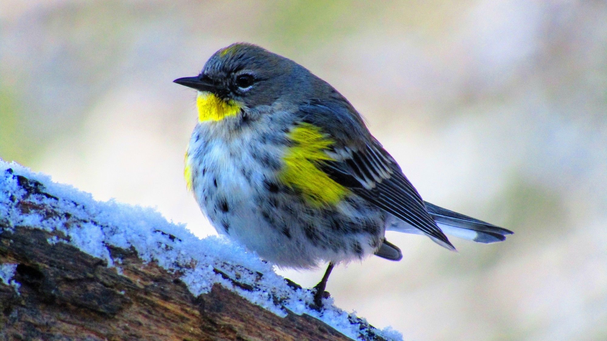 Yellow-rumped warbler borb