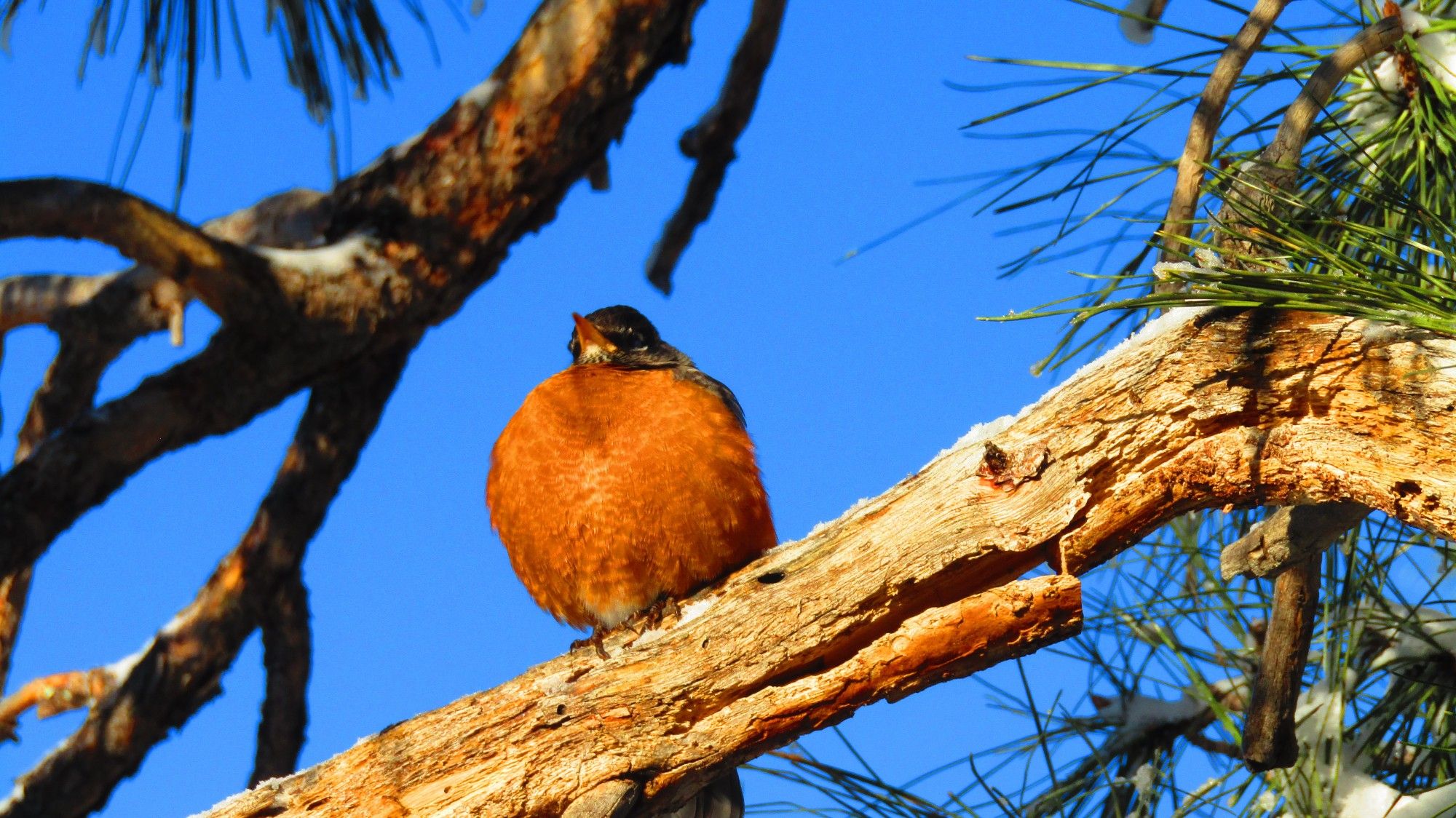 American robin borb