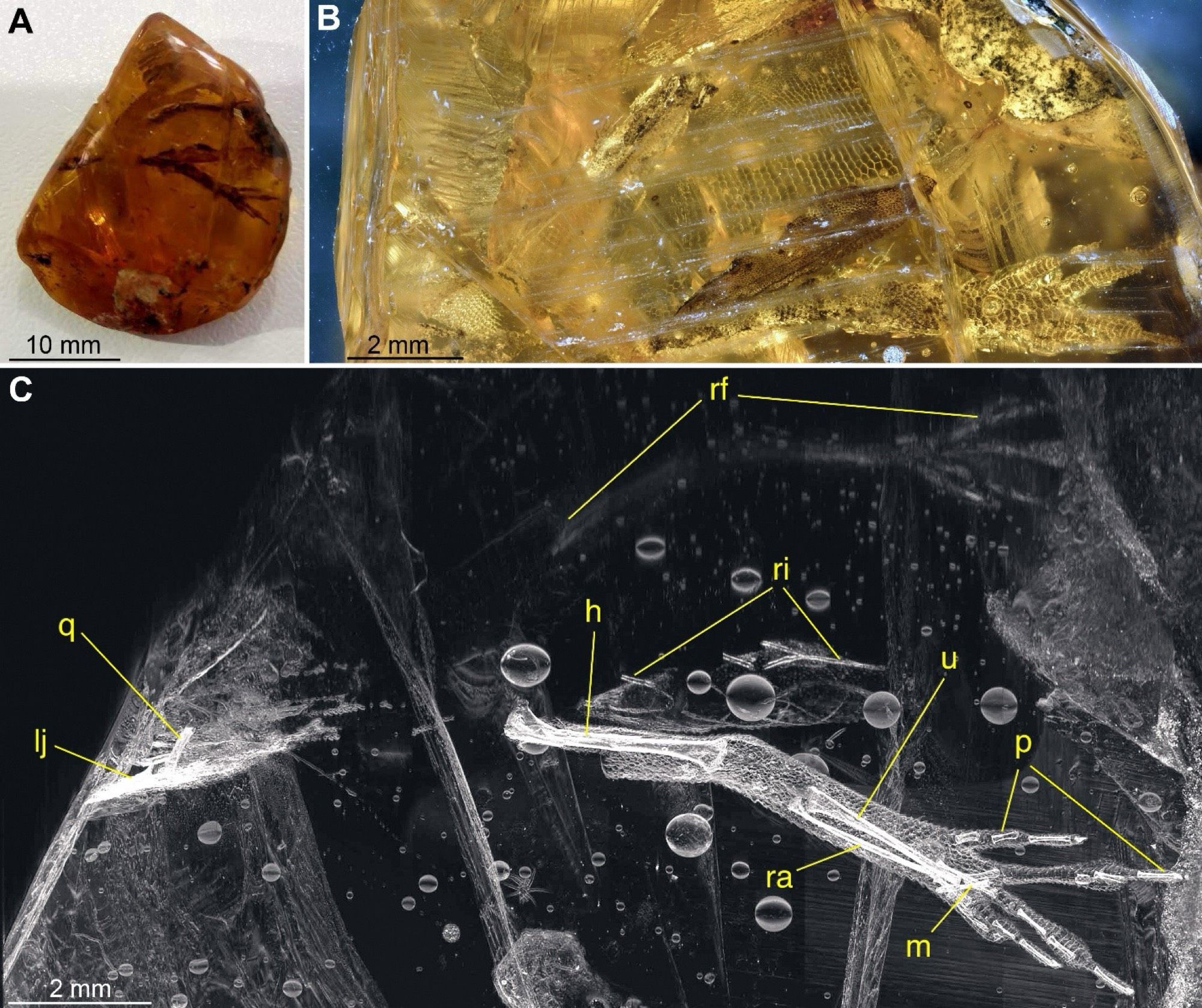 Figure showing the fossil anole arm in amber, with its great preservation of skin and soft tissue