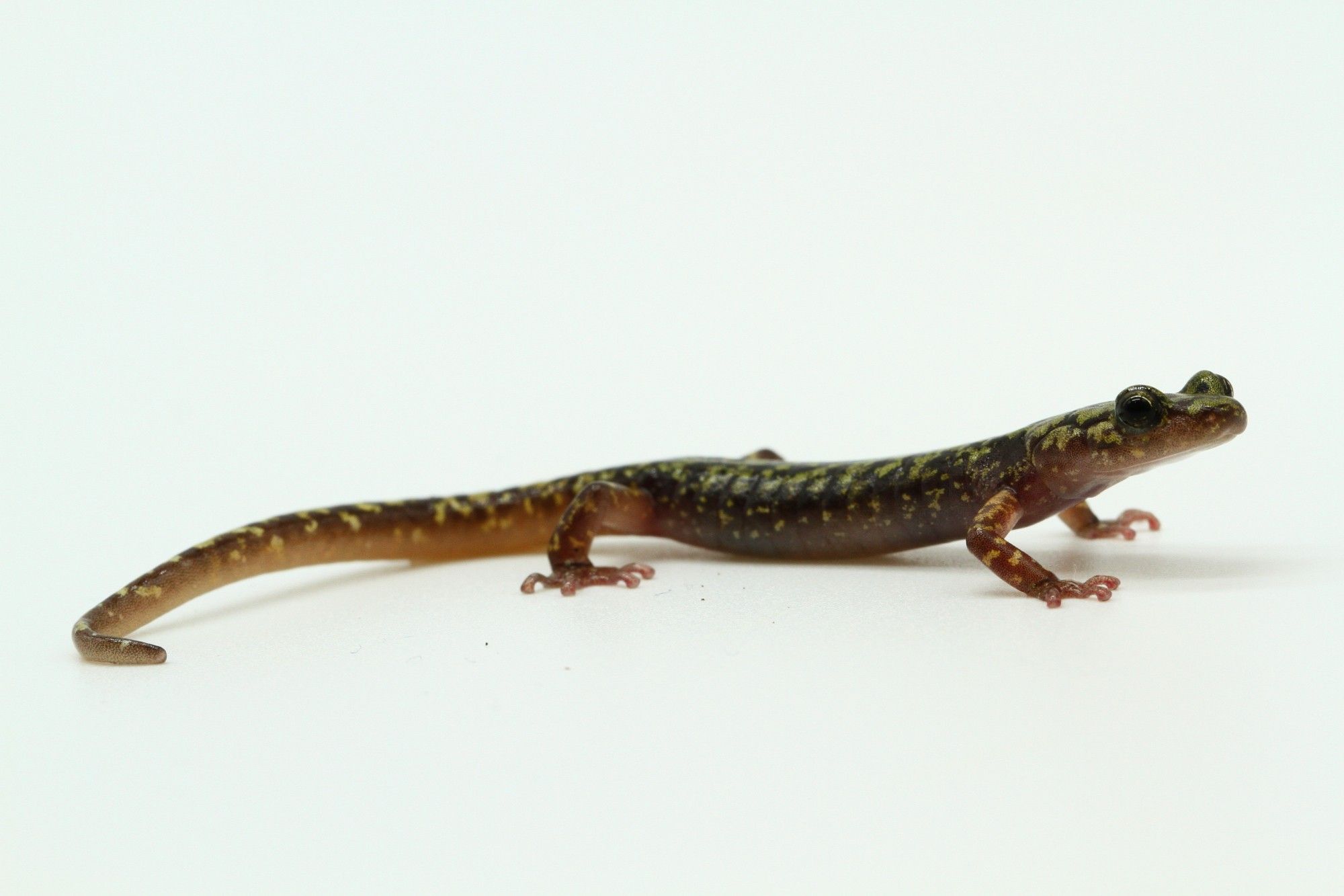 Green salamander (Aneides aeneus)