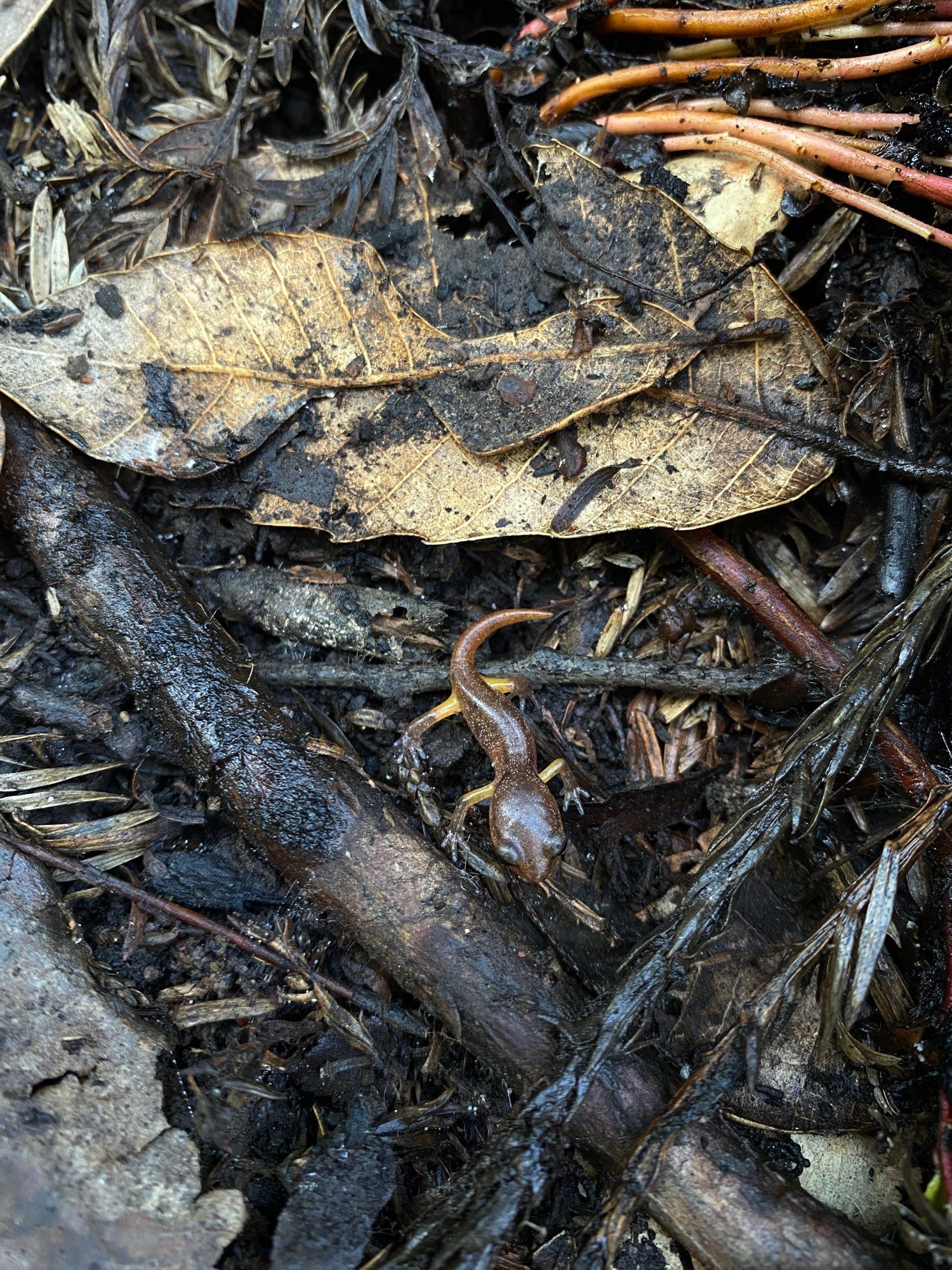 A wee baby yellow-eyes Ensatina