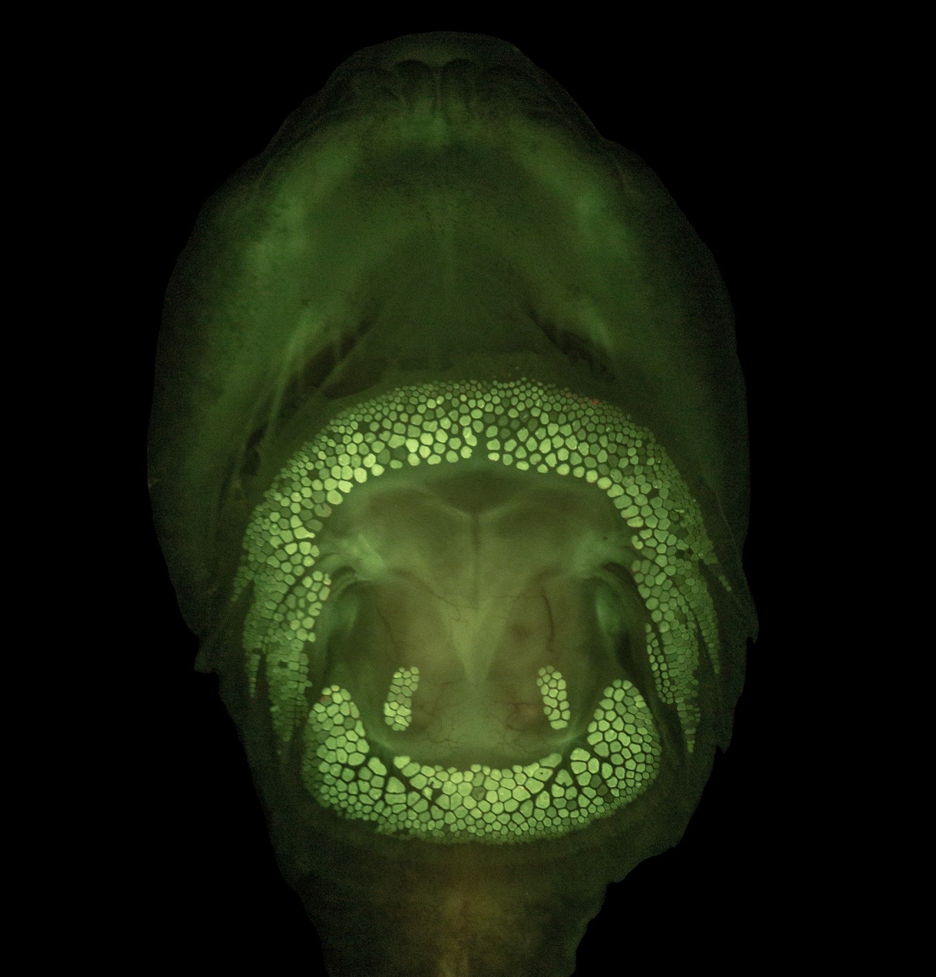 suction cup of the nothern clingfish fluorescing under UV light