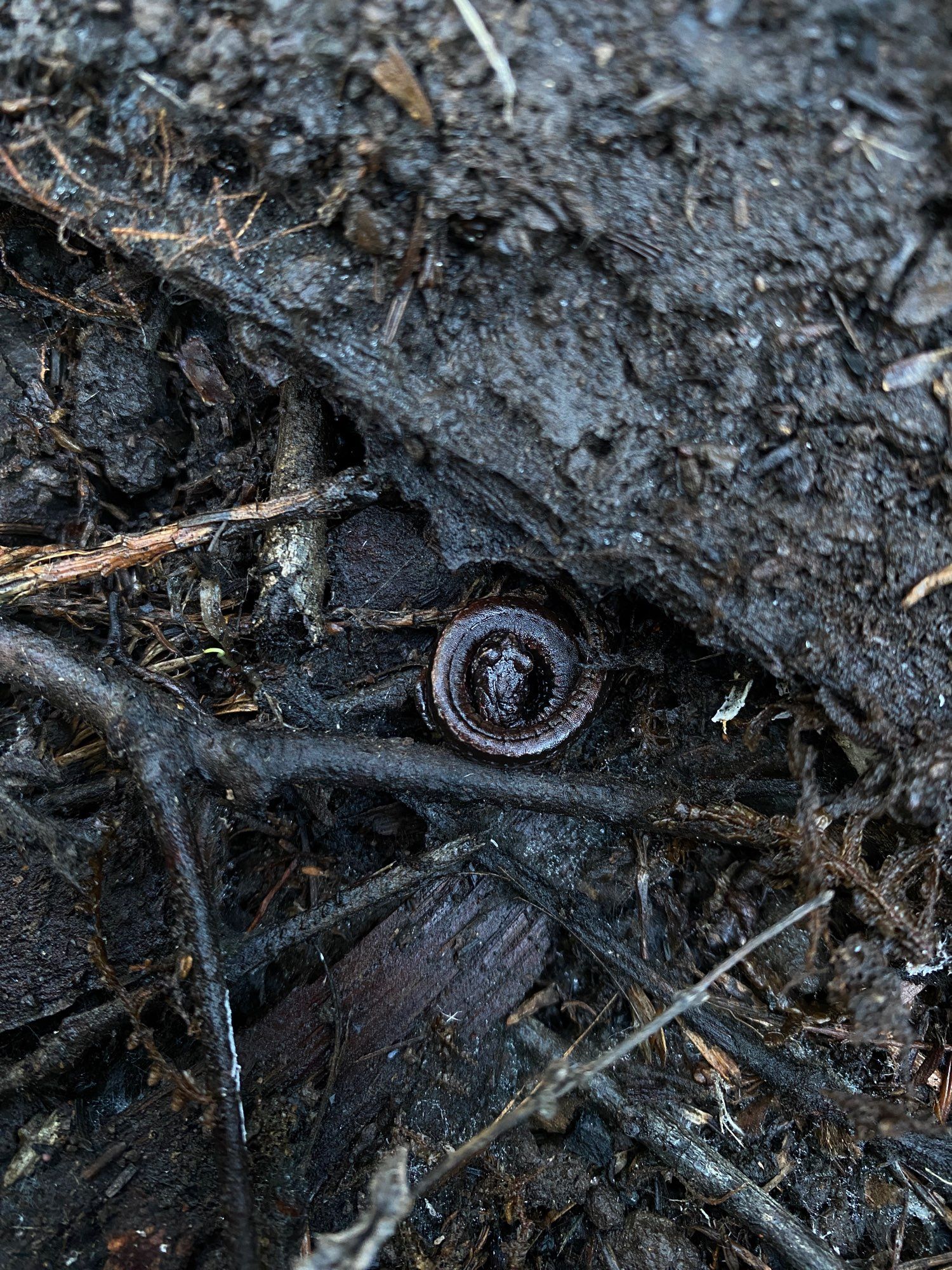 A California slender salamander curled up lookin all cute