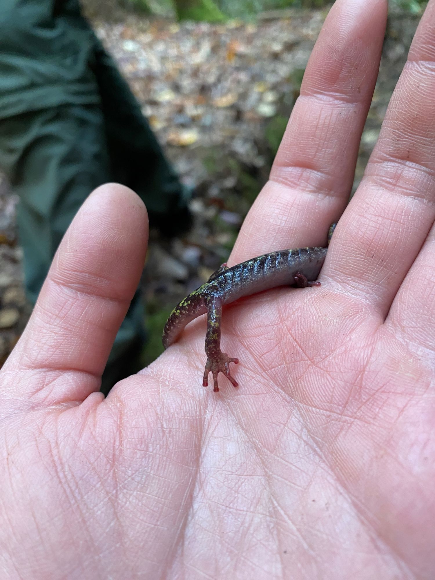 A photo of its foot with an extra toe