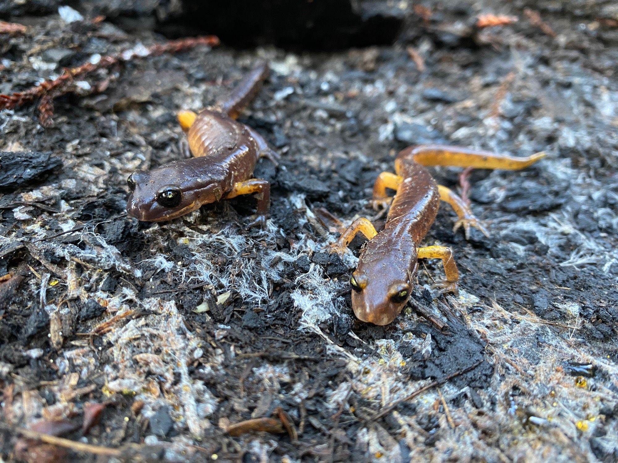 A pair of the yellow-eyed Ensatina salamanders