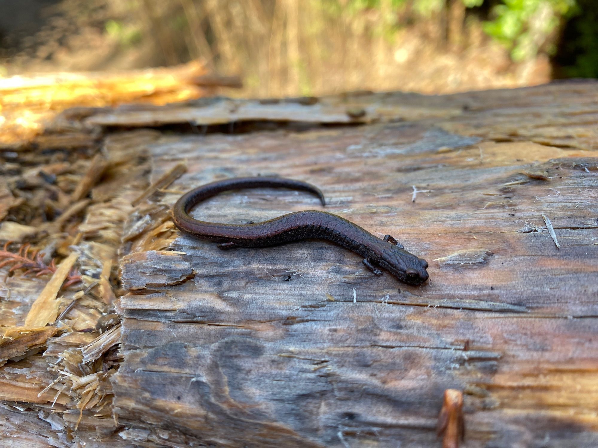 A large California slender salamander on a log