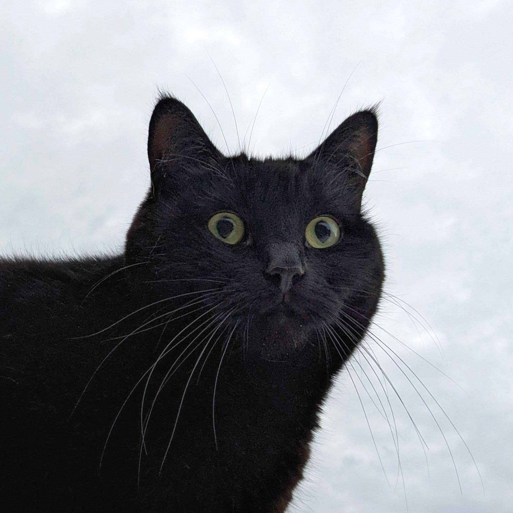 a black cat looking a bit alarmed. It's all white behind him (clouds but looks a bit like snow)