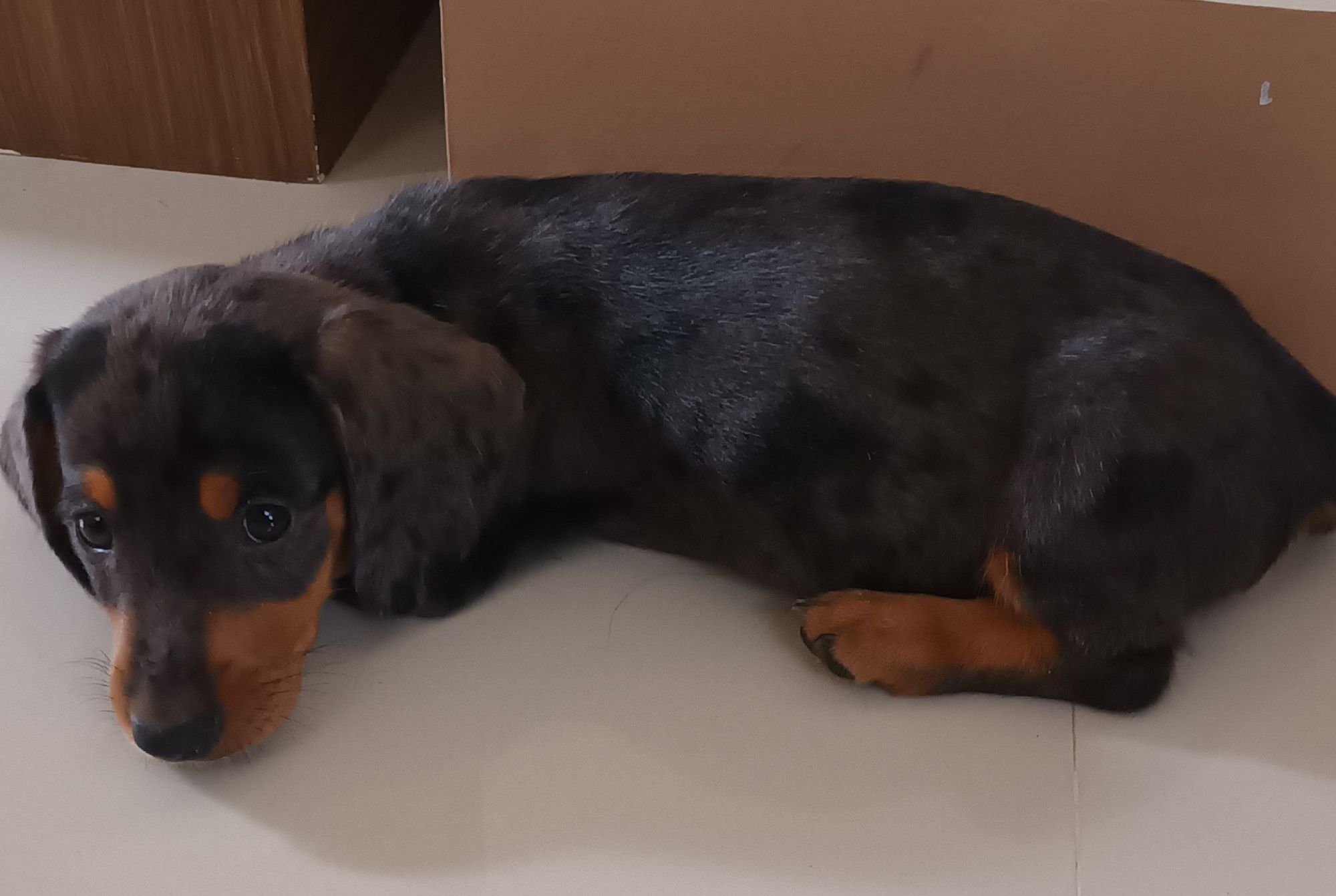 picture of a puppy laying down on the floor