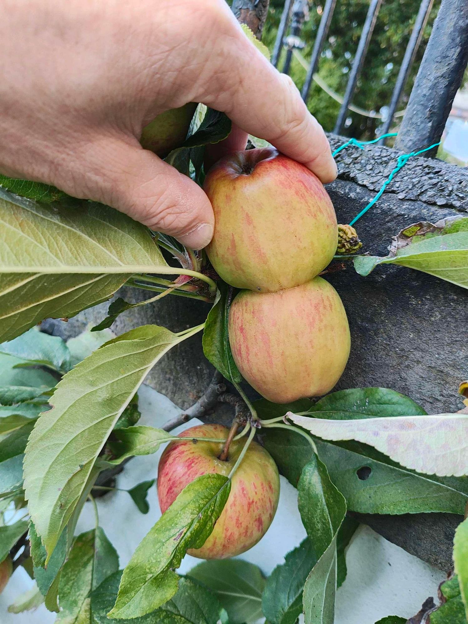 Conjoined apple