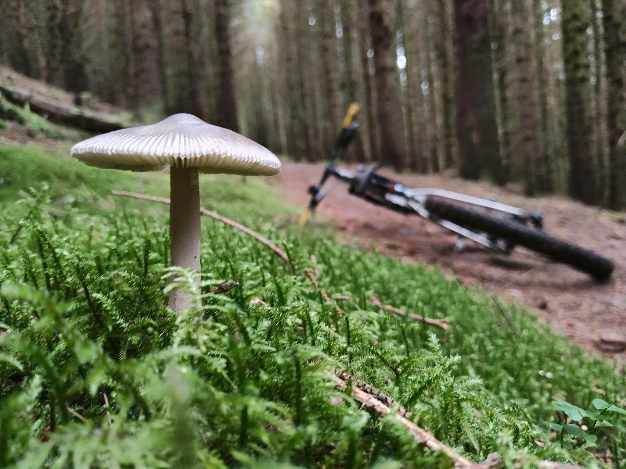 Mushroom bike in background 