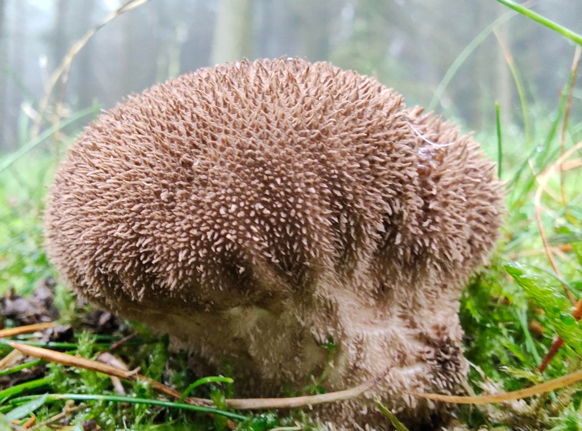 Close up of mushroom. Maybe an common earthball?