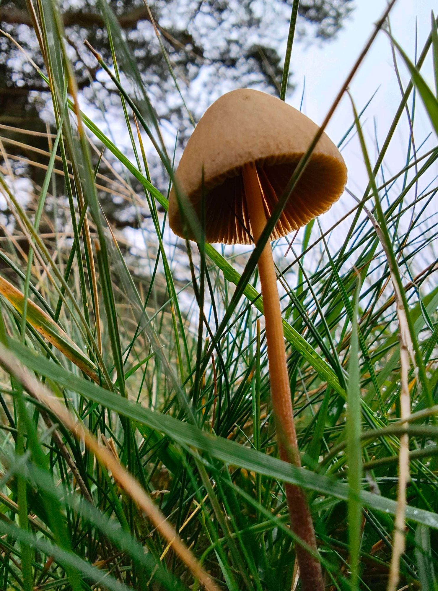 Single mushroom in the grass.