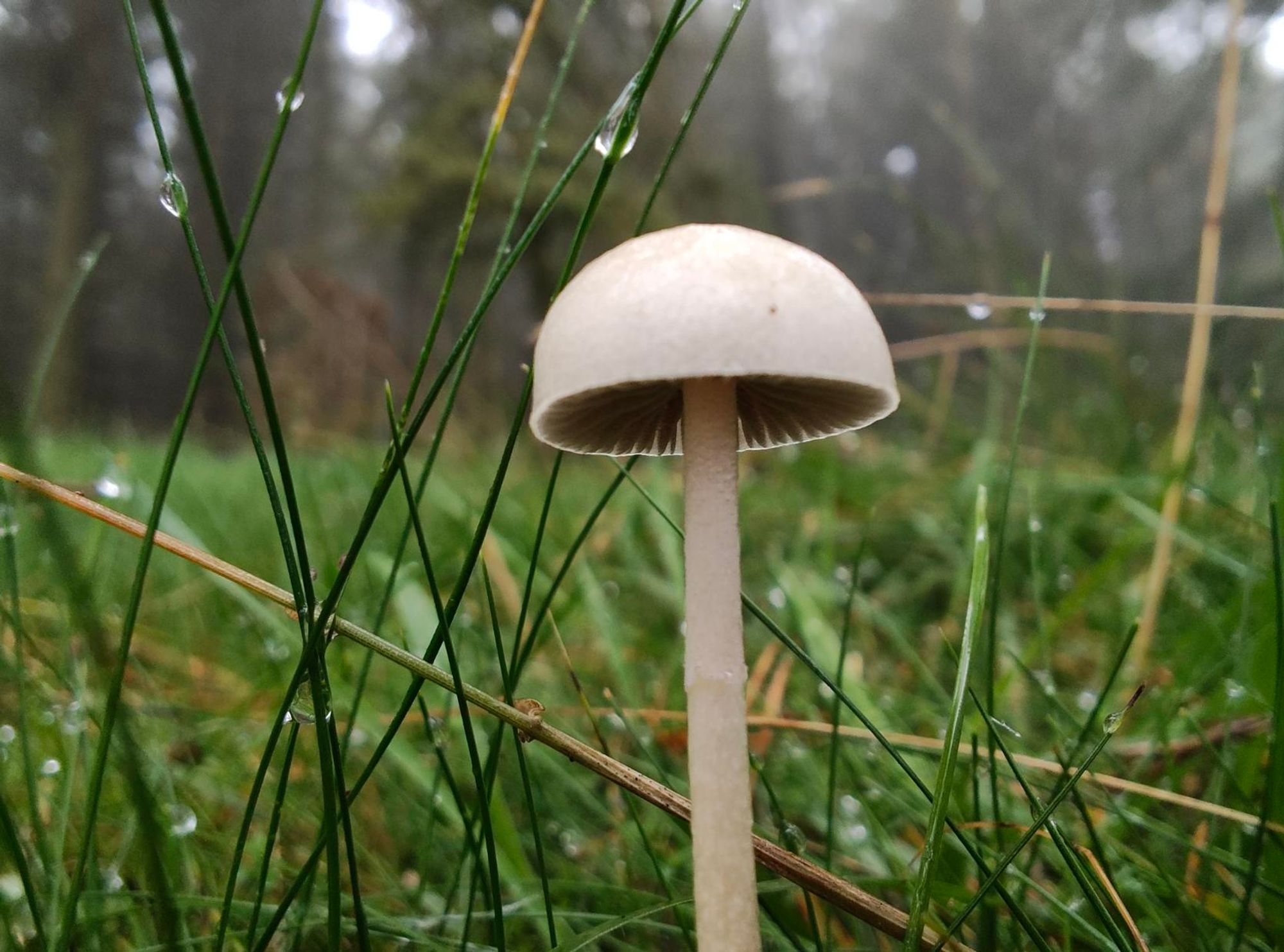 Close up of a mushroom. Maybe a 
common bonnet?