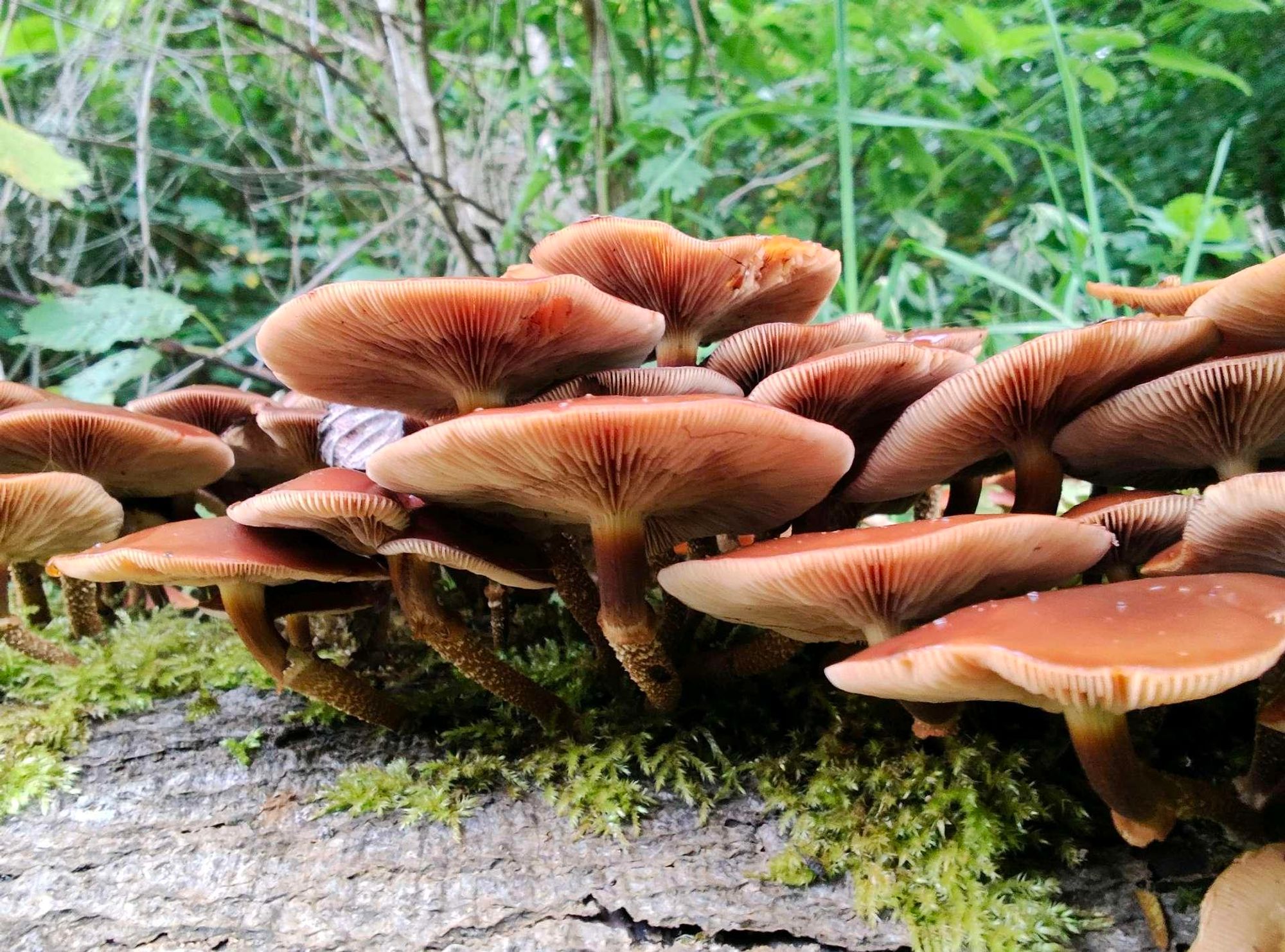 Mushrooms on a log