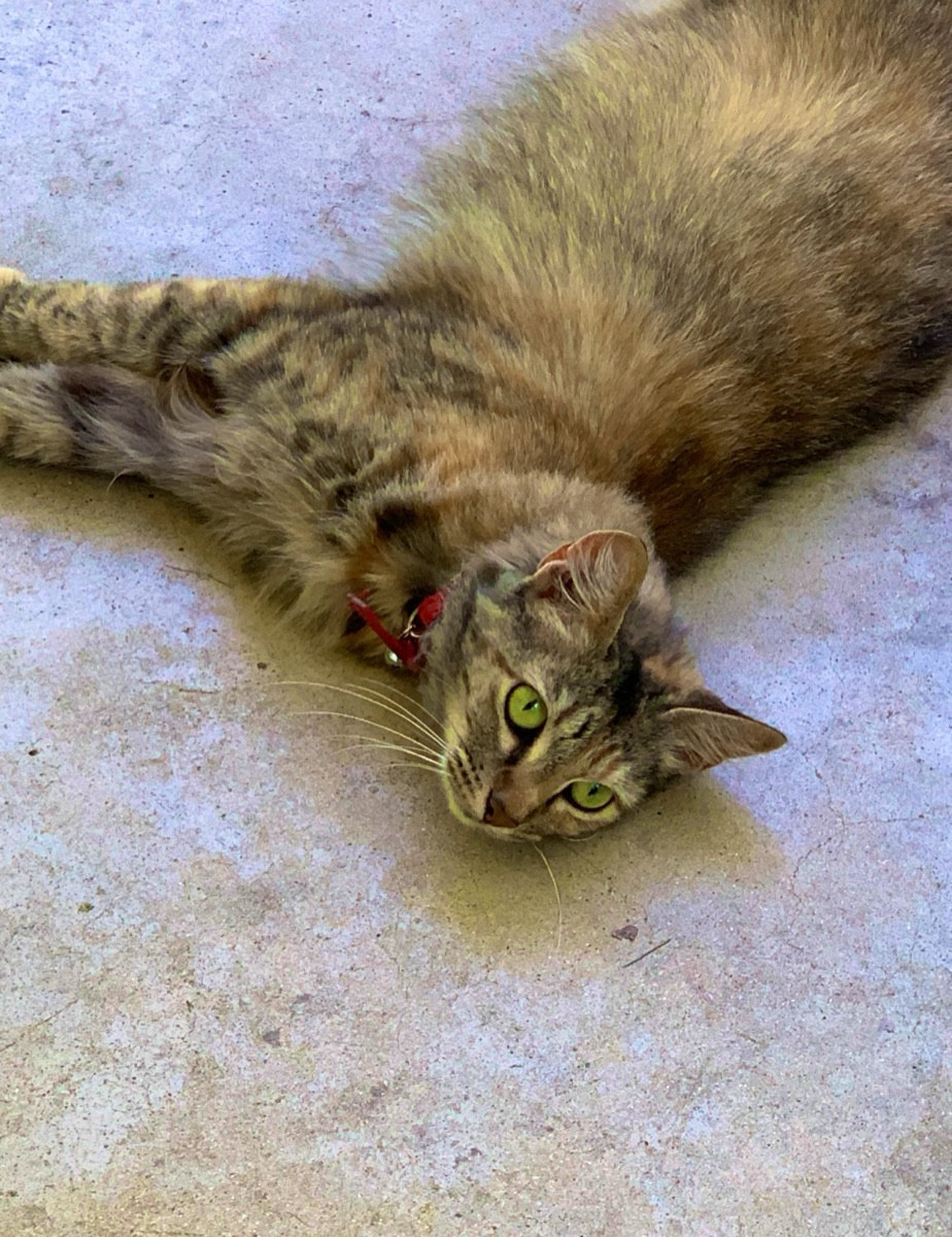 a long haired brown cat with green eyes lounging on concrete. very cool, very demure