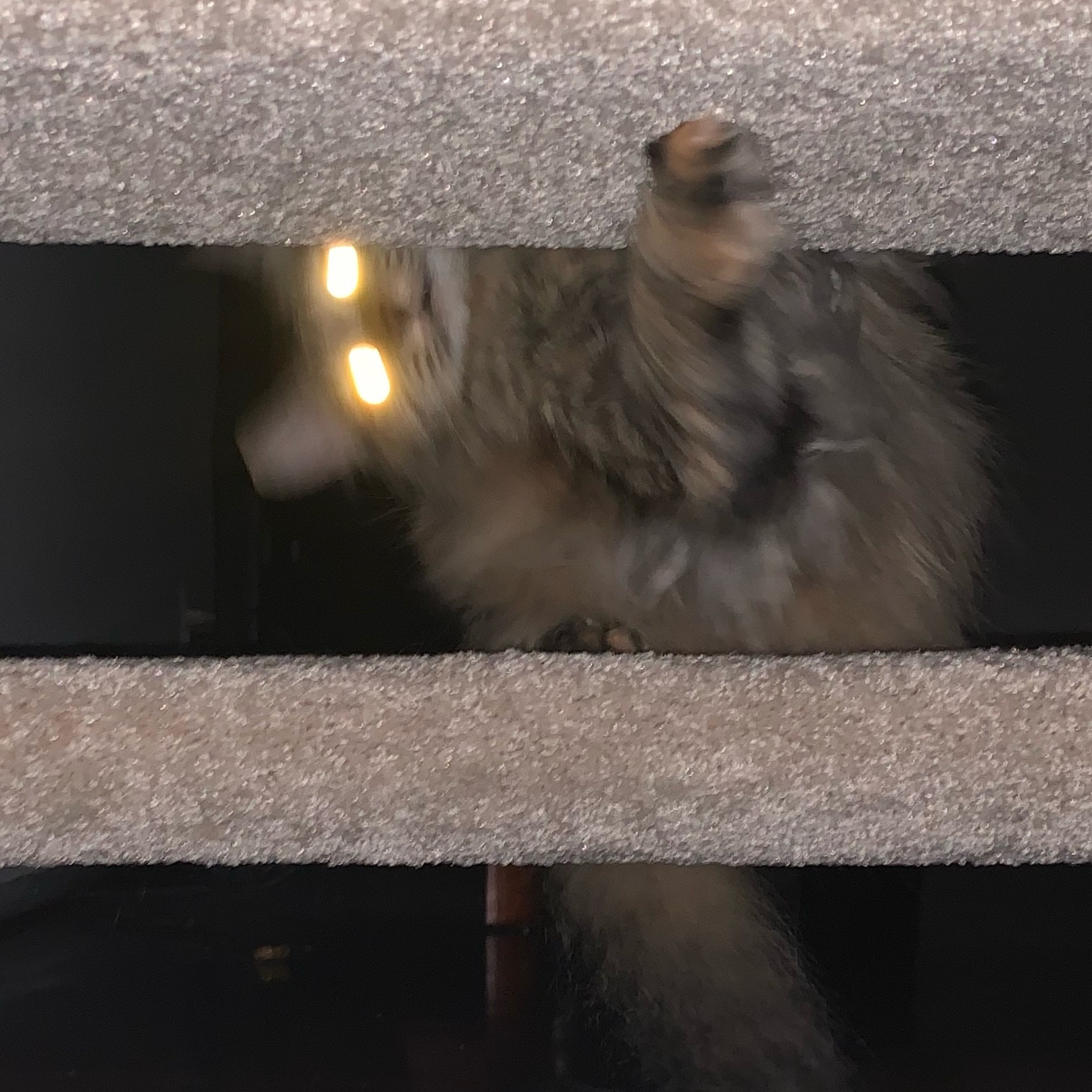 a long haired brown cat mid zoomies on a staircase, with glowing eyes from the camera flash. not demure, very rambunctious. 