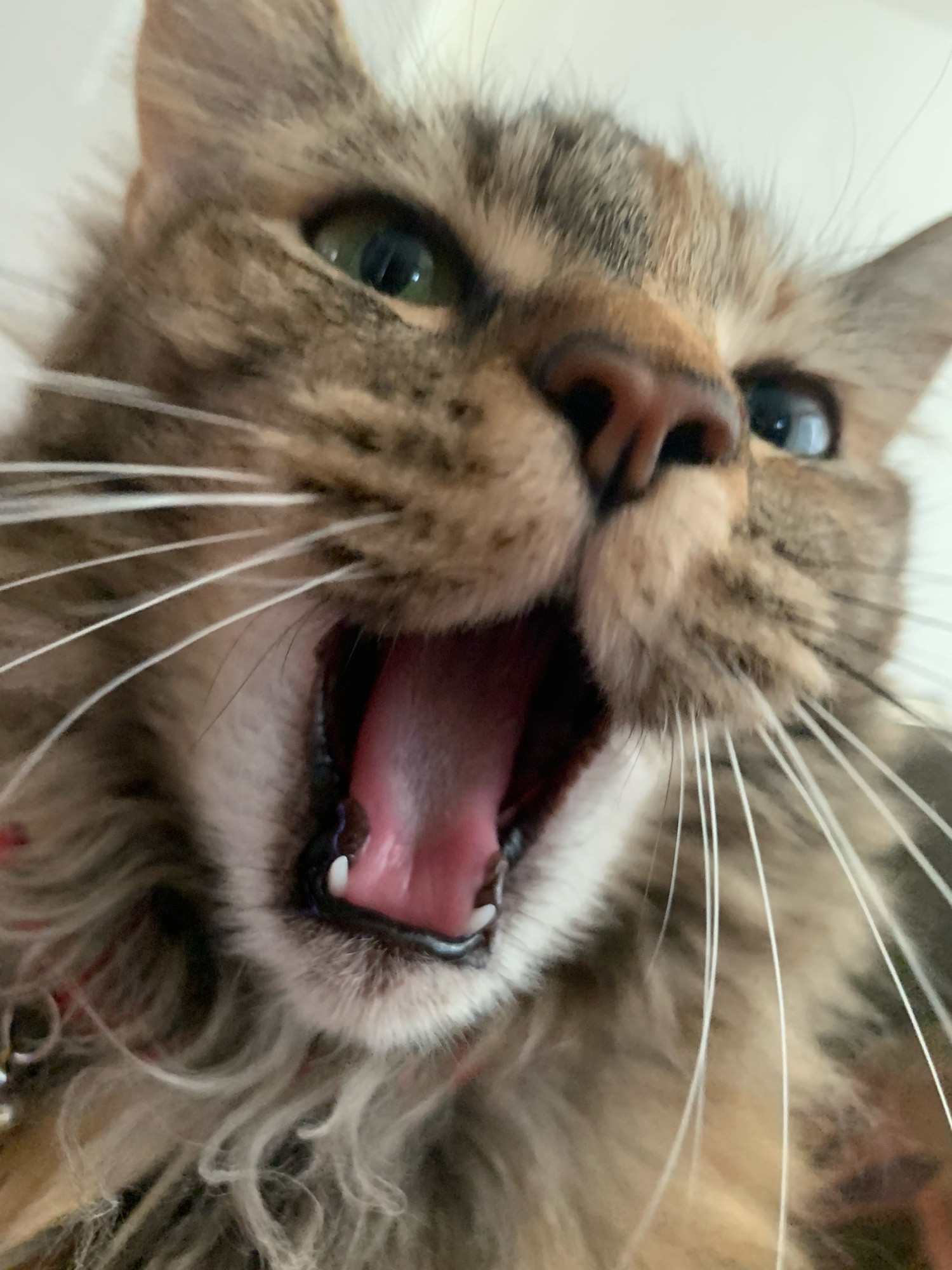 a long haired brown cat mid yawn. it is very tiring being the people's princess 